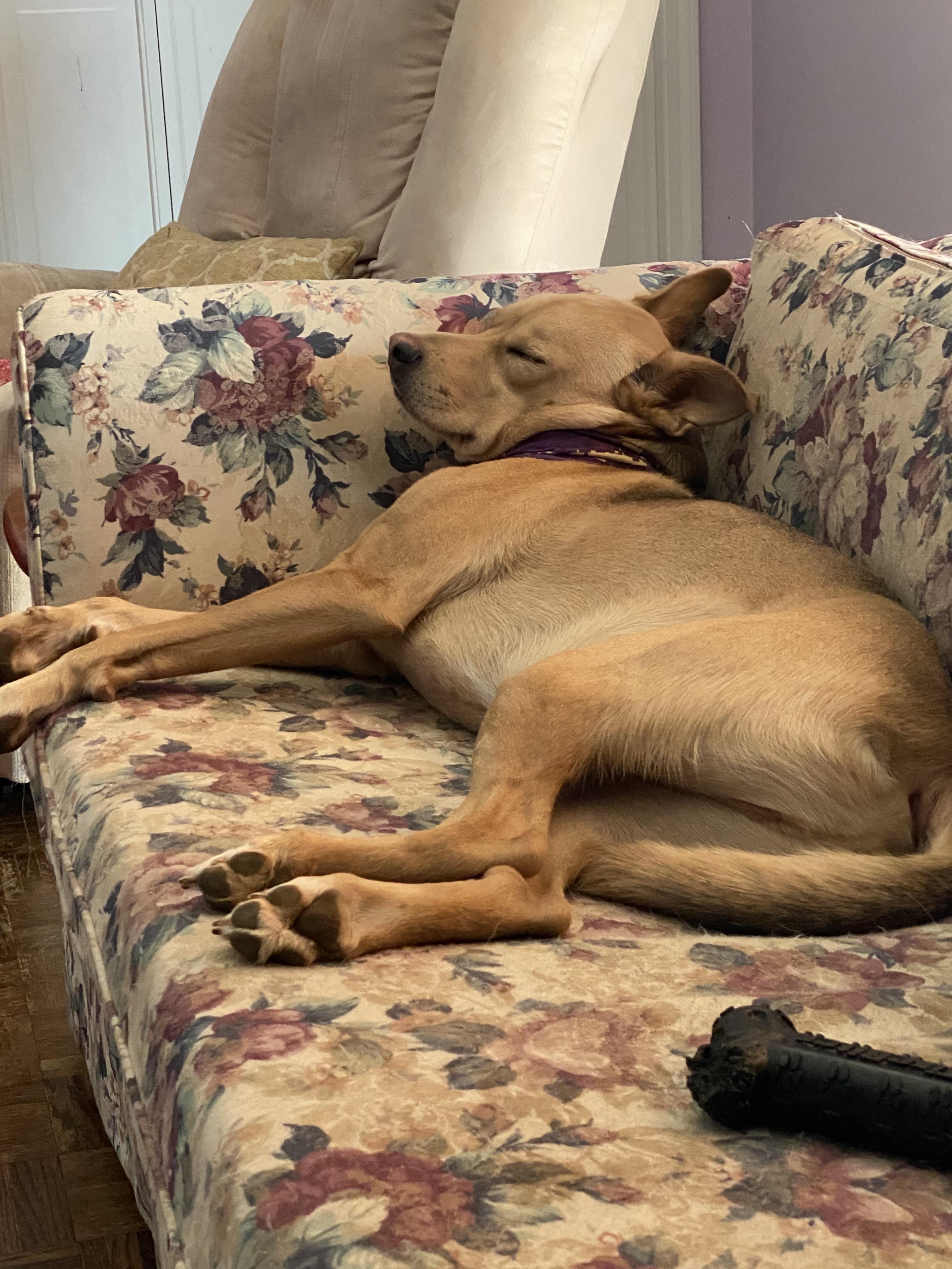 Can someone please help me figure out what breed my dog is r/dogbreed