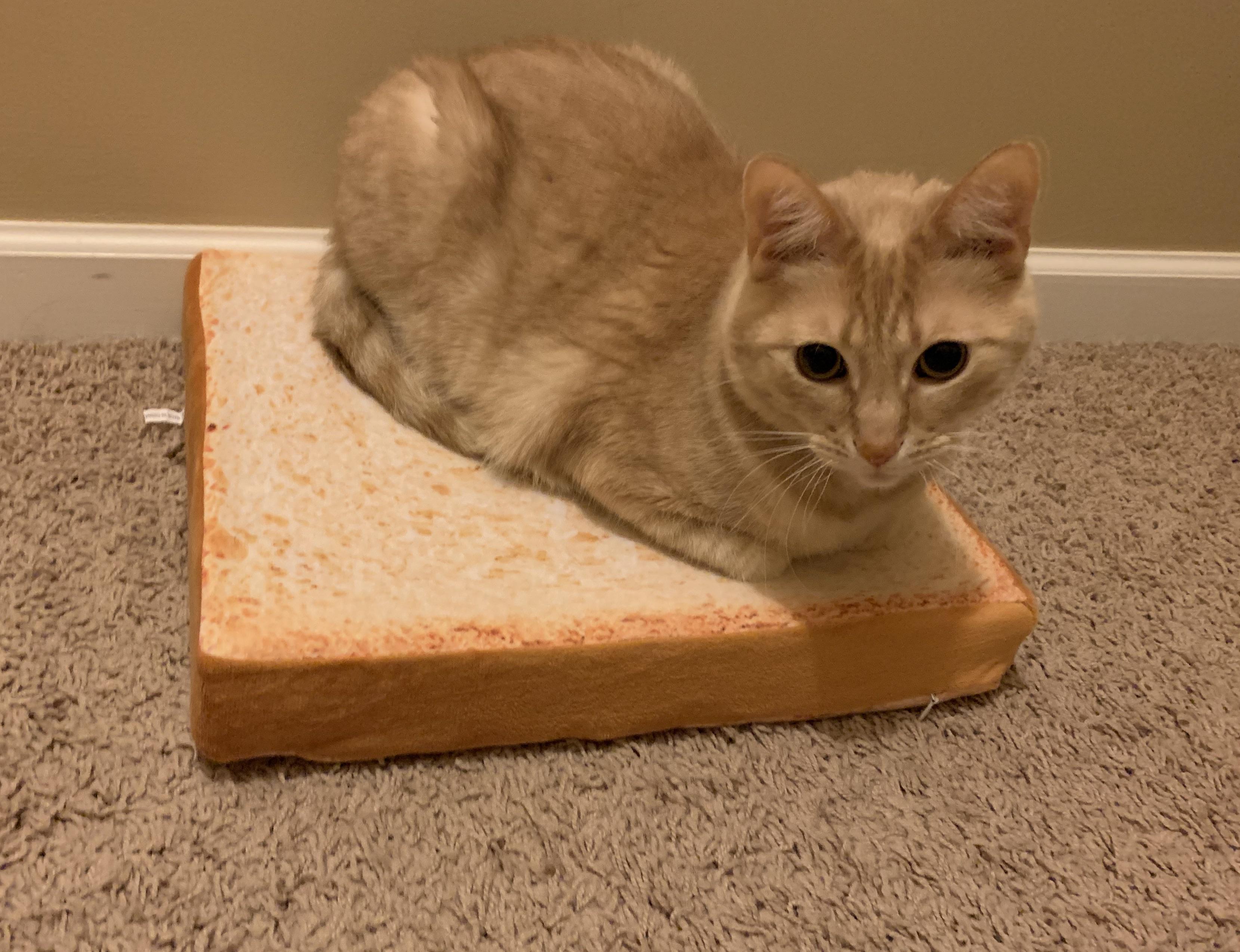 overview for blanket_burritos