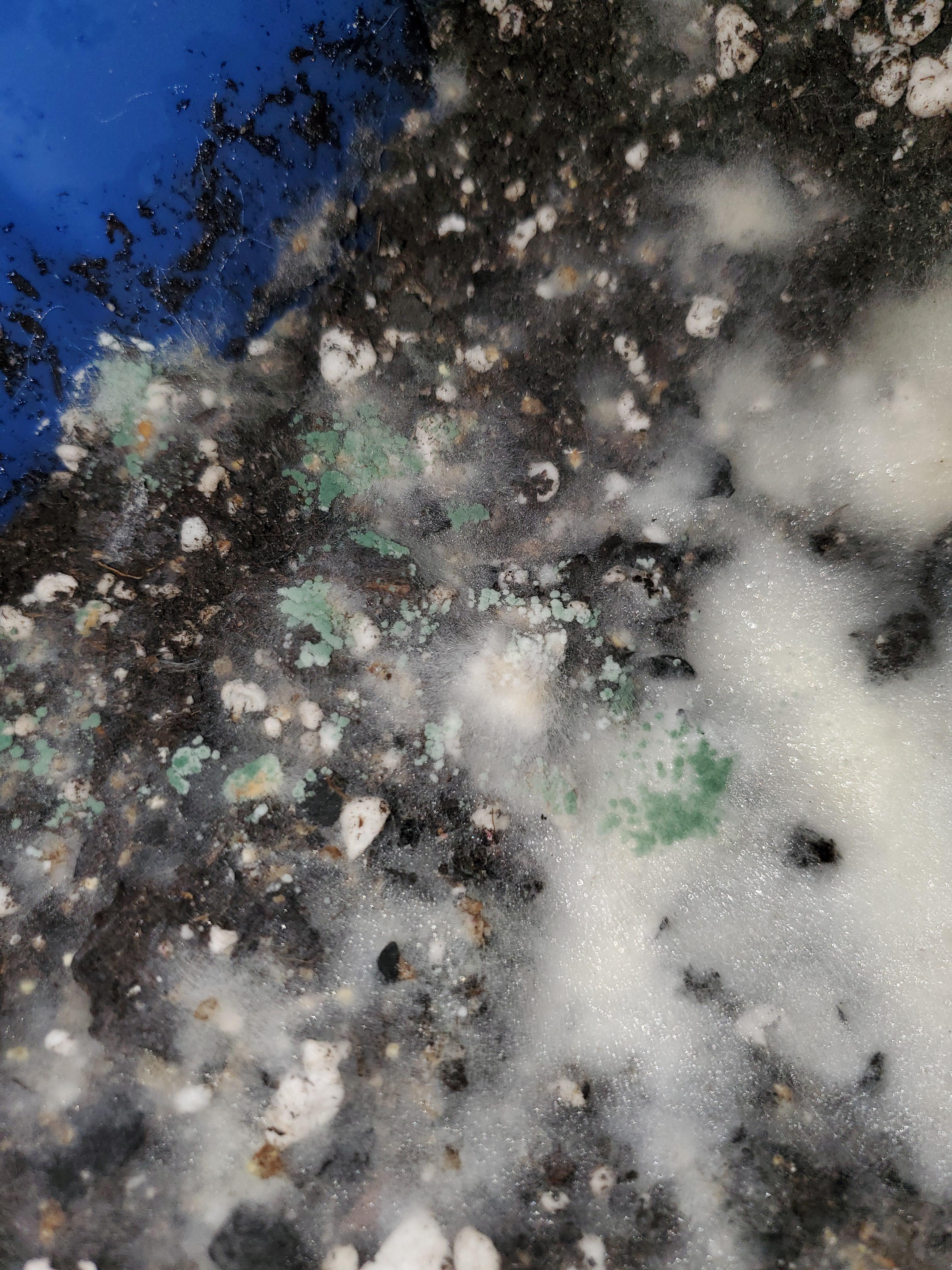 What is this green mold? Added bokashi to soil bin a while back went to