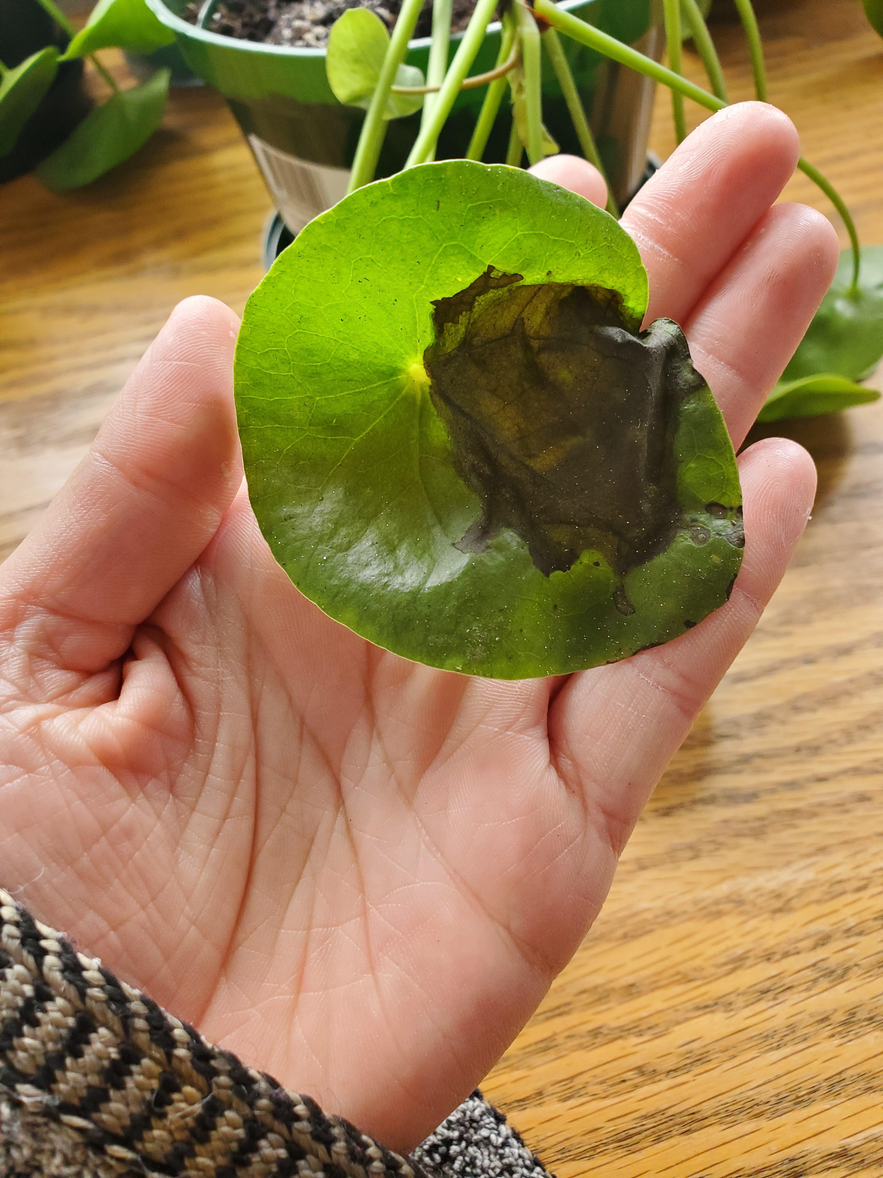 I transferred my Chinese money plant like suggested, and now it has