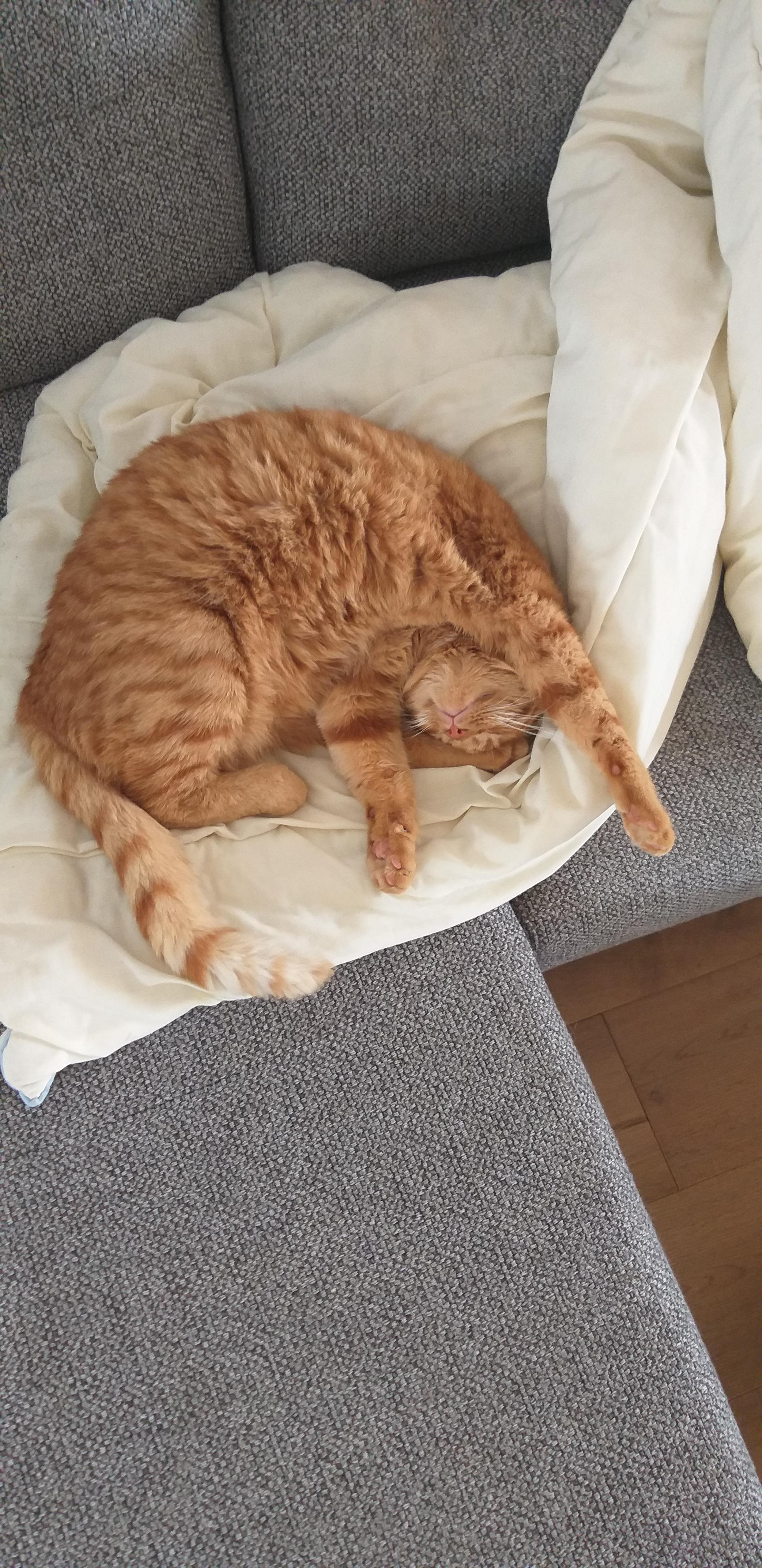 Why do cats sleep like this, and how?! r/AnimalsBeingDerps