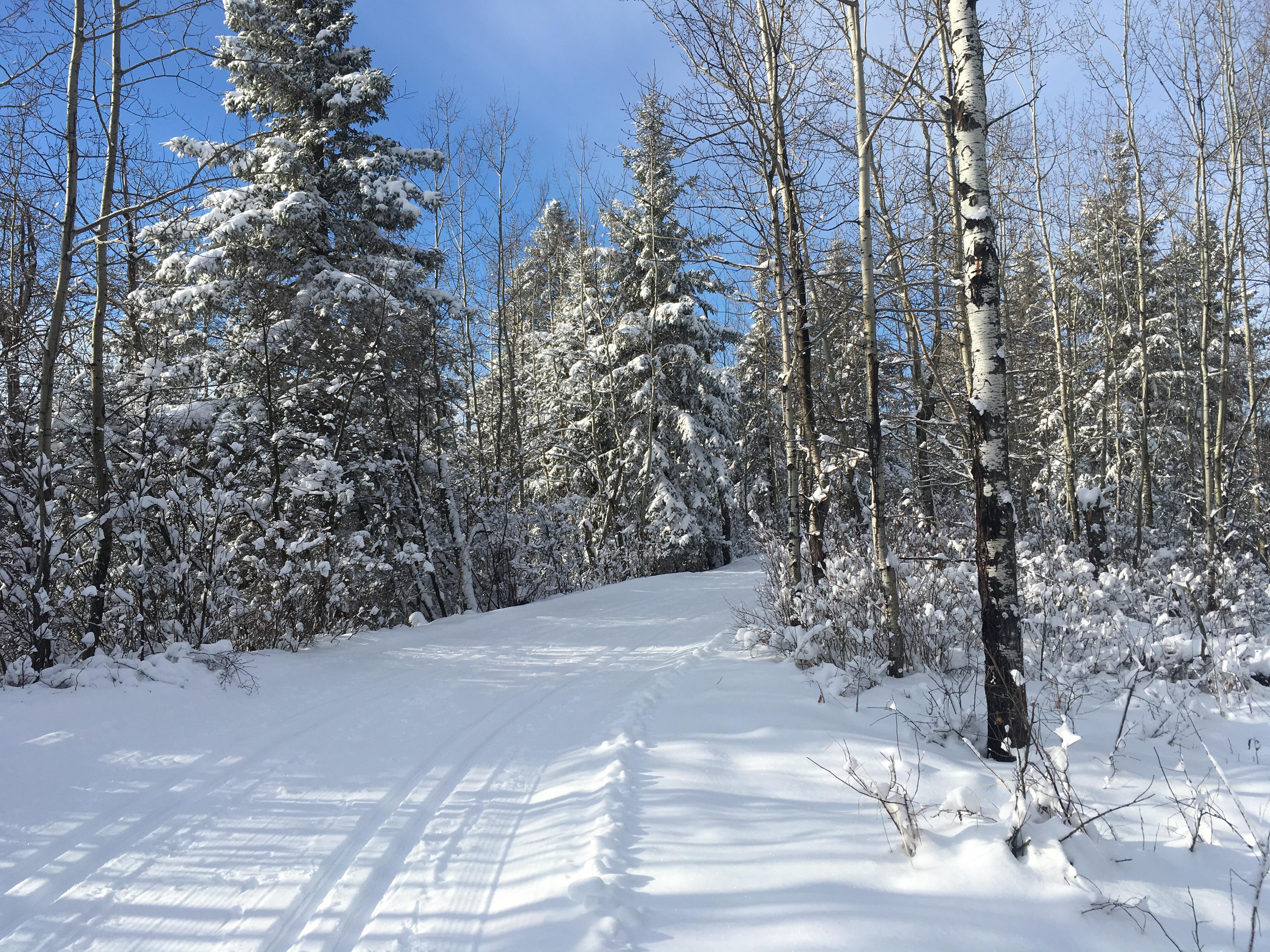 Crosscountry ski trail in Elk Island Park last Saturday r/Edmonton