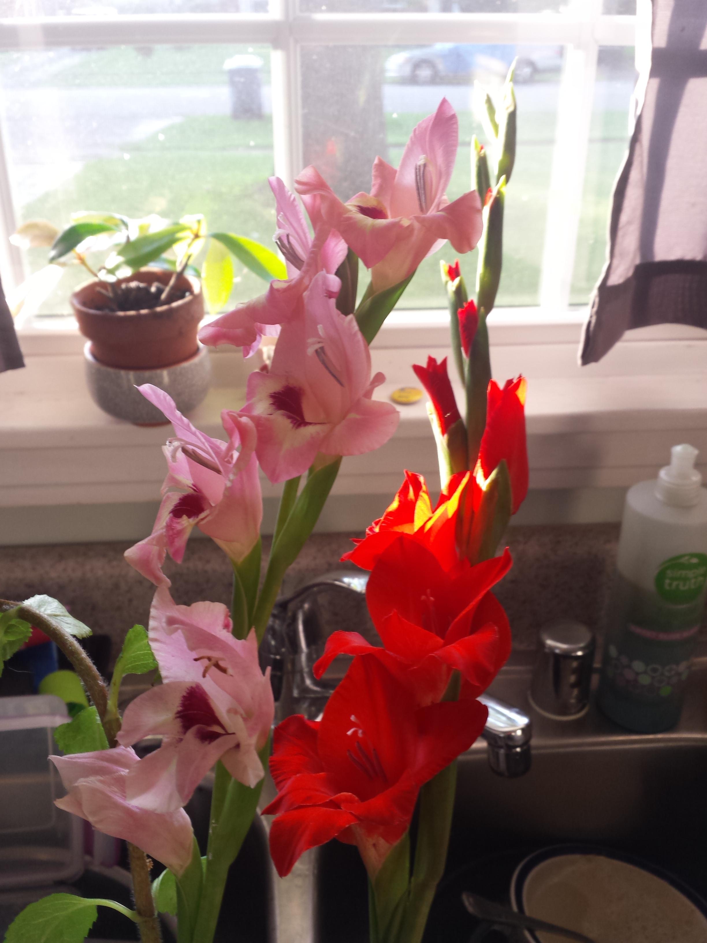 Aldi Gladiolus Bulbs .10 each r/aldi