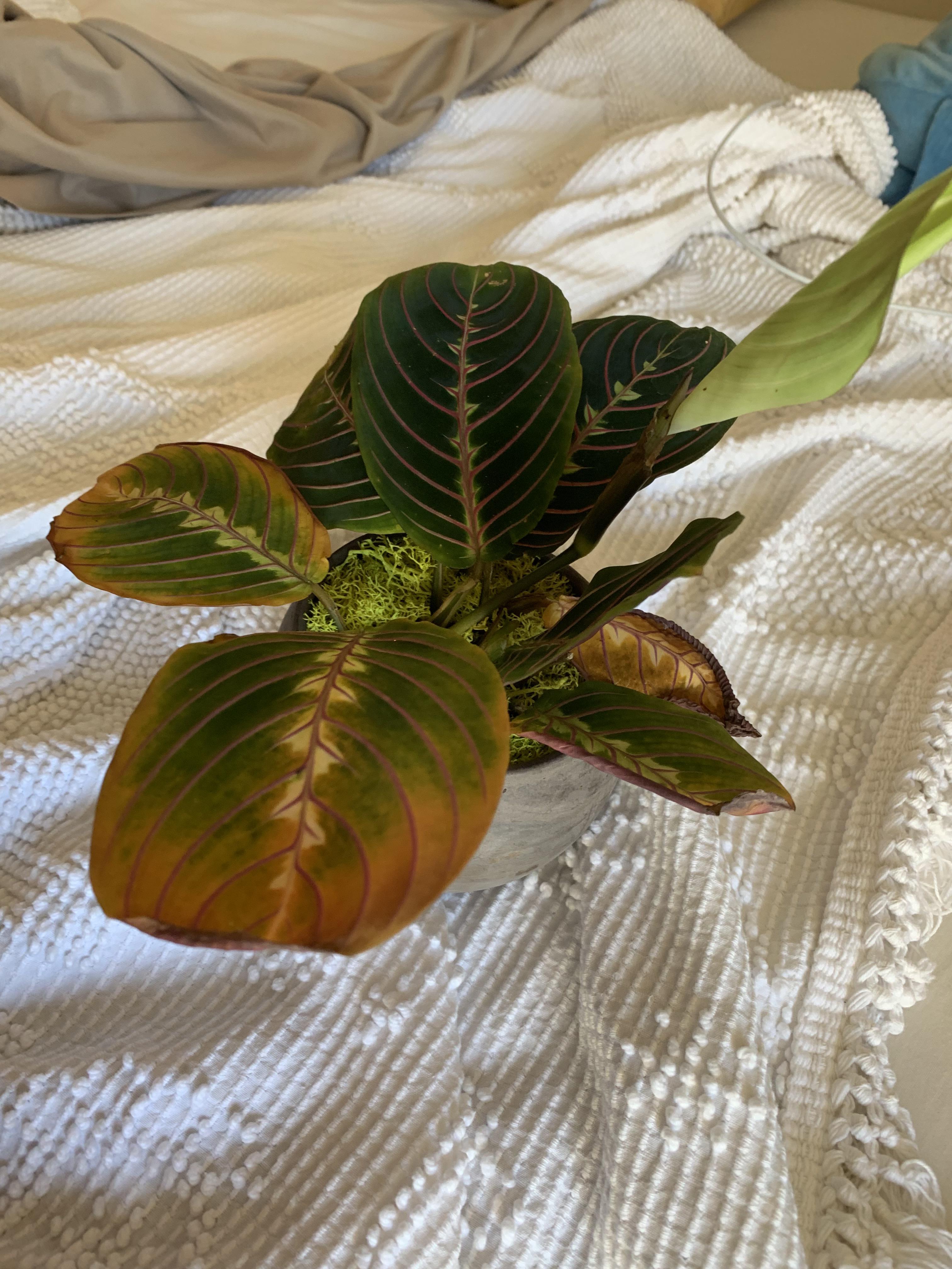 New prayer plant not doing well. I just bought this guy like 12 weeks