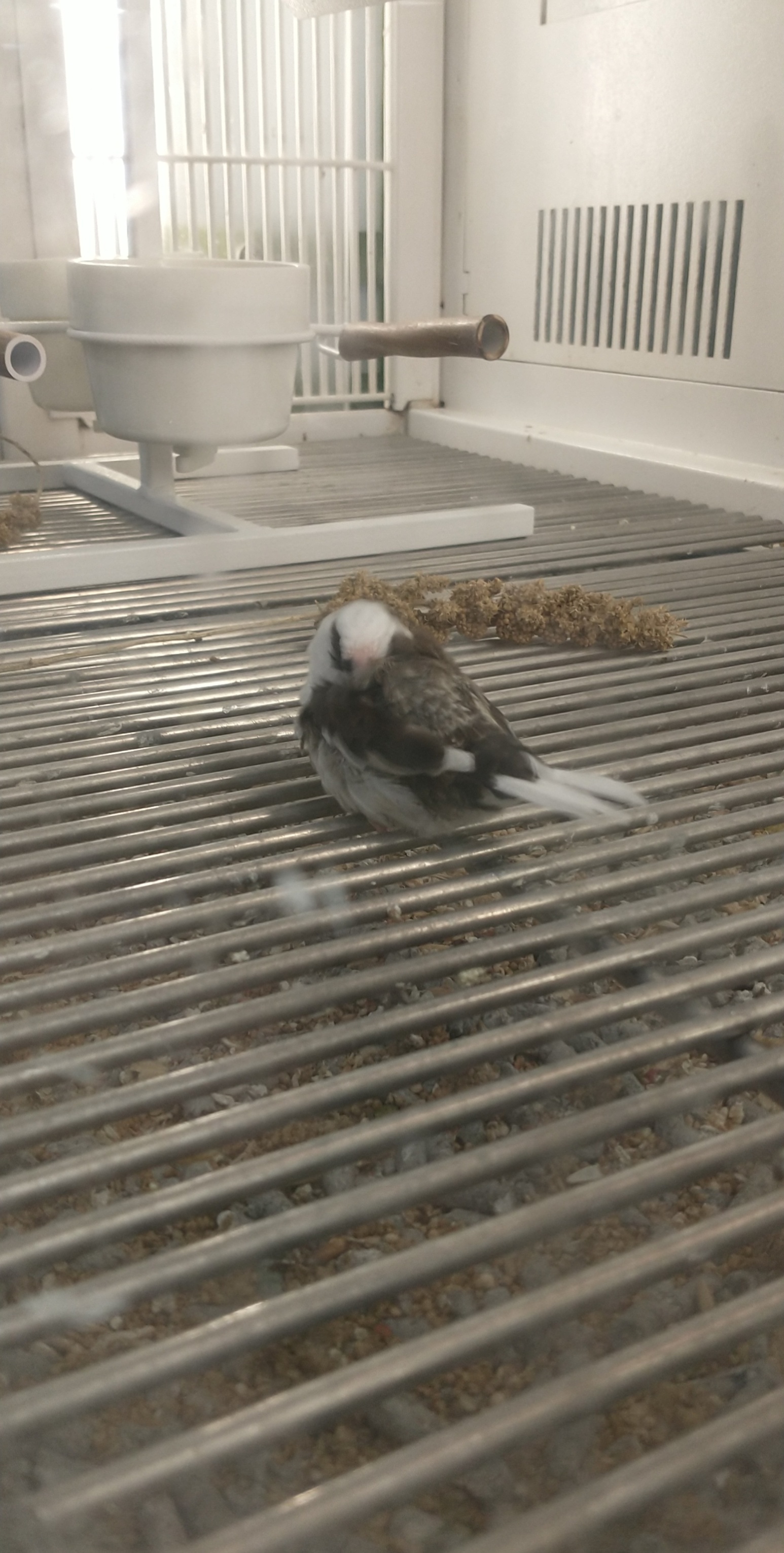 lil' baby finches at Petco r/birding