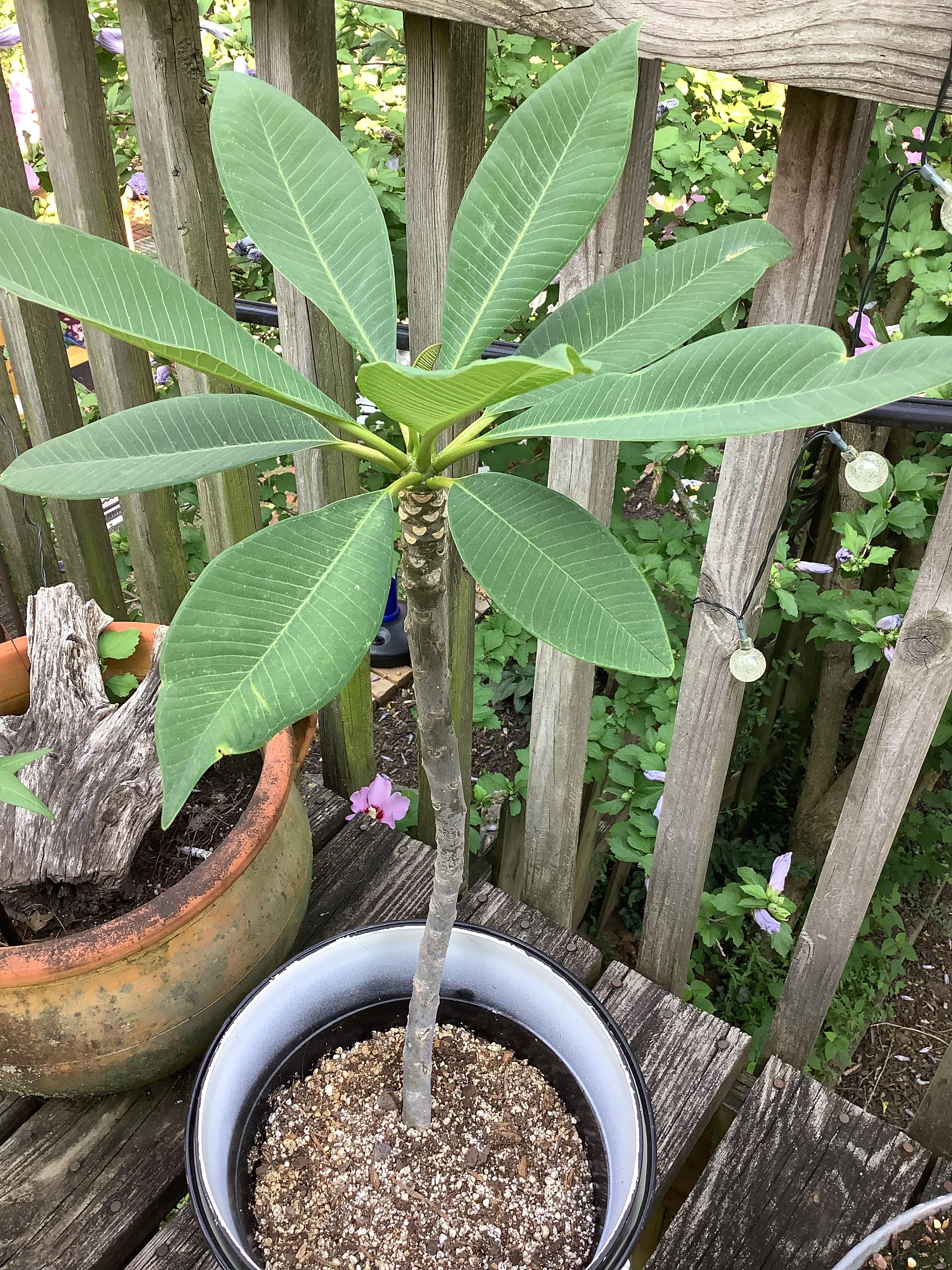 The bloomin’ thing won’t bloom. Acquired potted cutting summer 2020