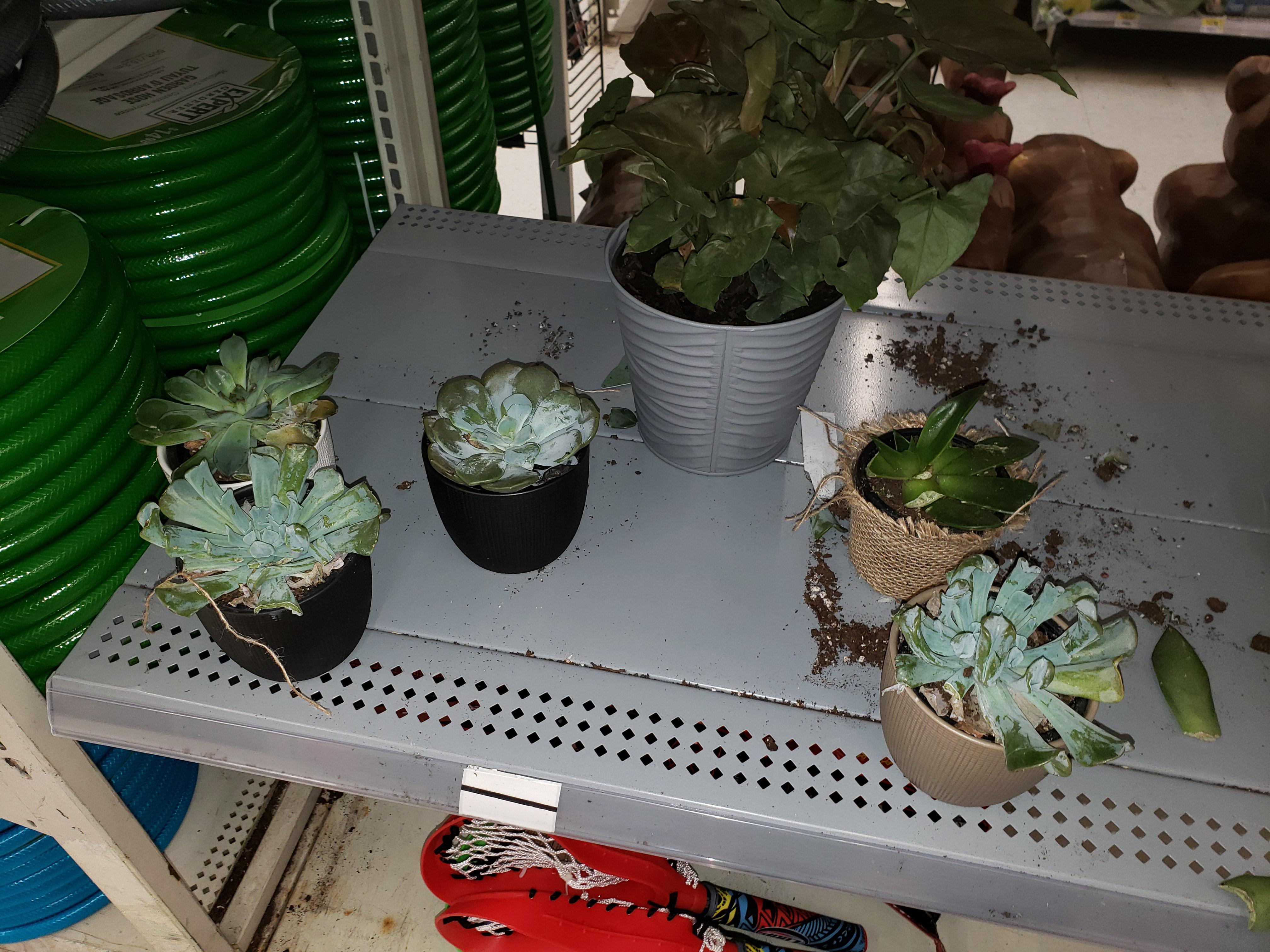 Poor succulents. No light and water and people ripped off