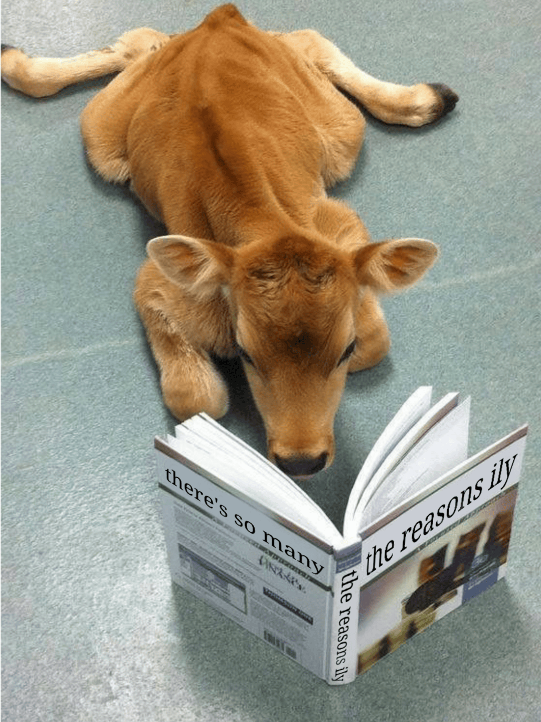 I saw a cute cow! I thought it would work well as a wholesome meme