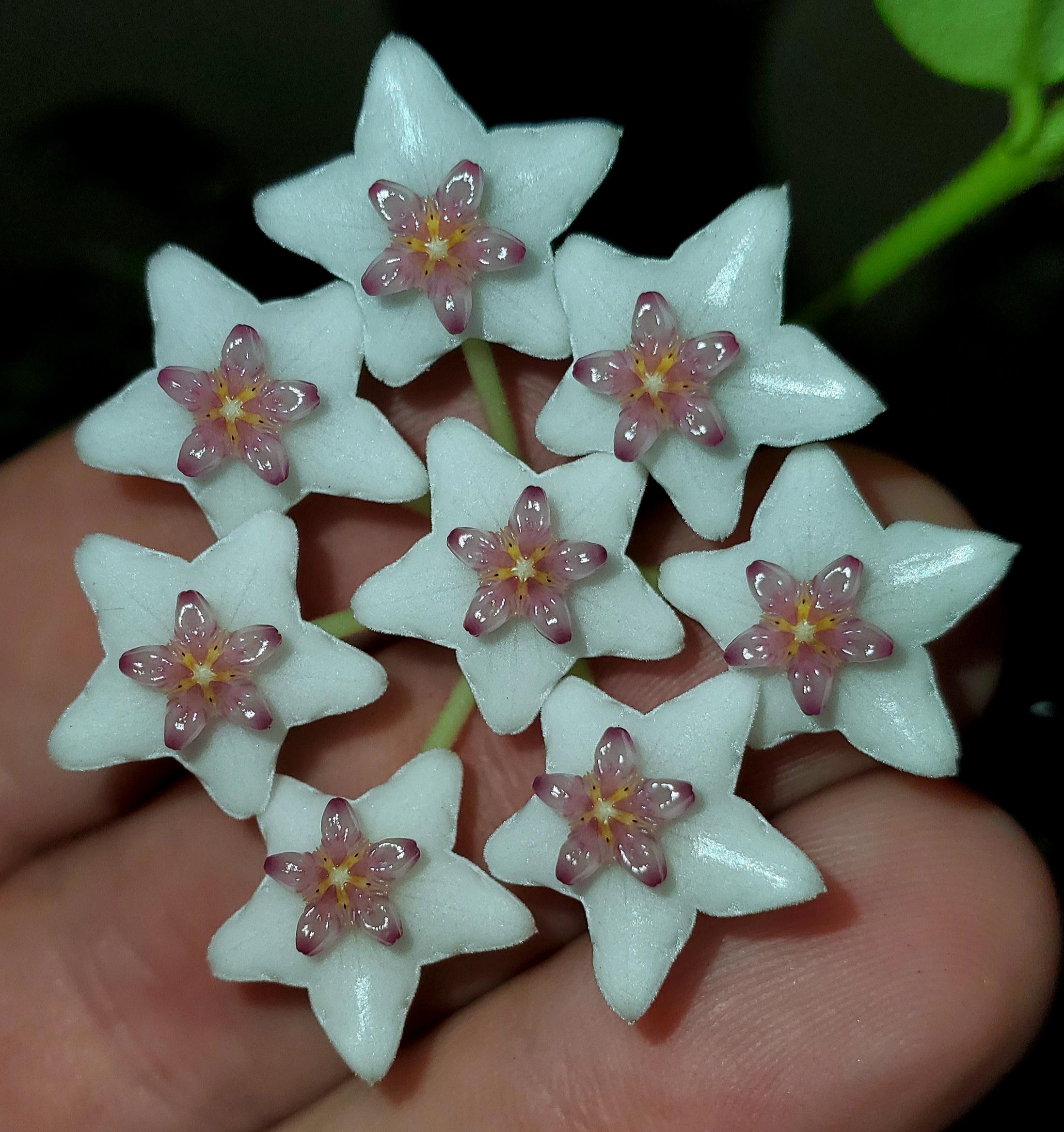 The most perfect flowers... Hoya bella r/hoyas