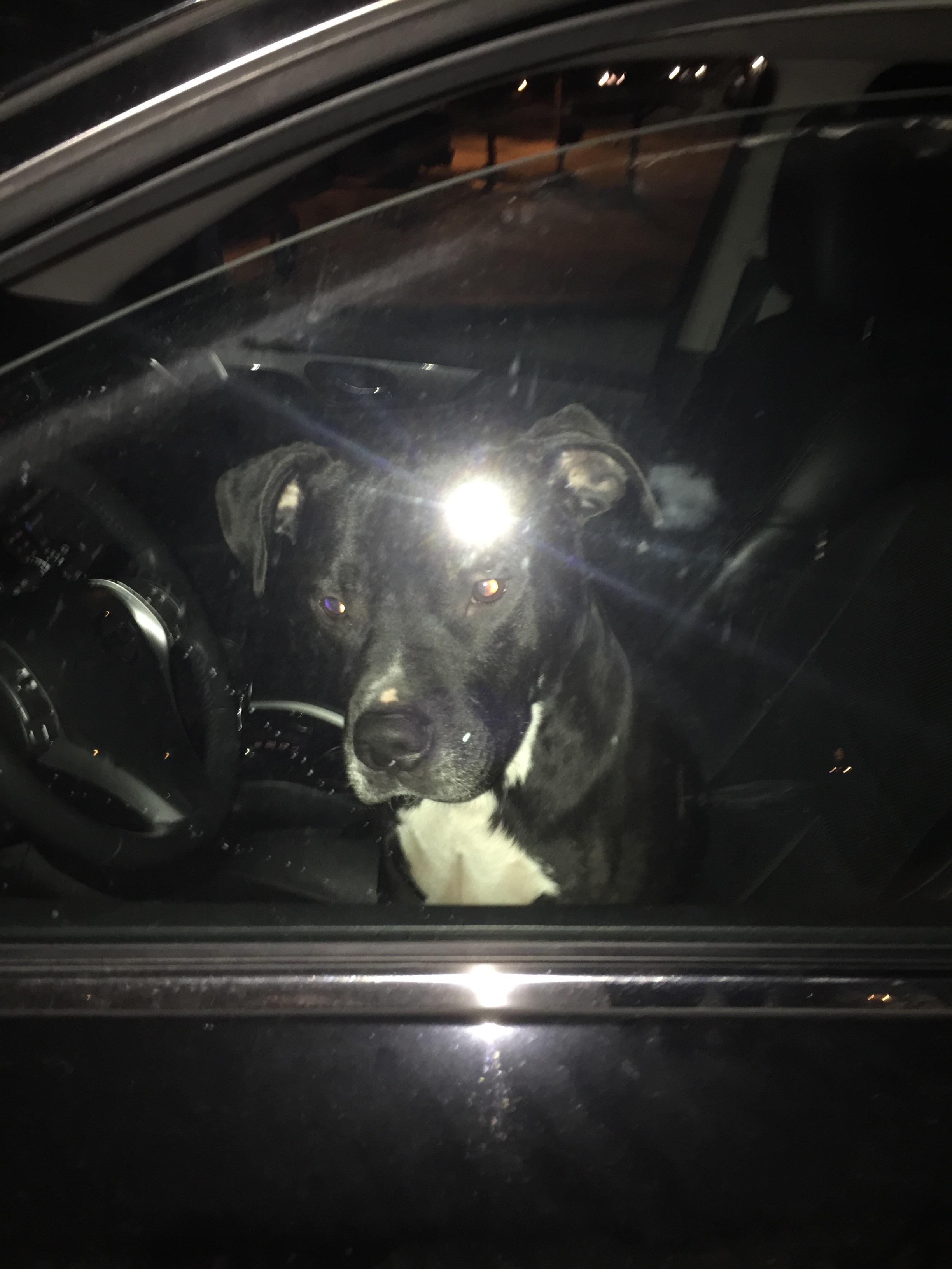 Found dog off Roberts Rd in Hilliard r/Columbus