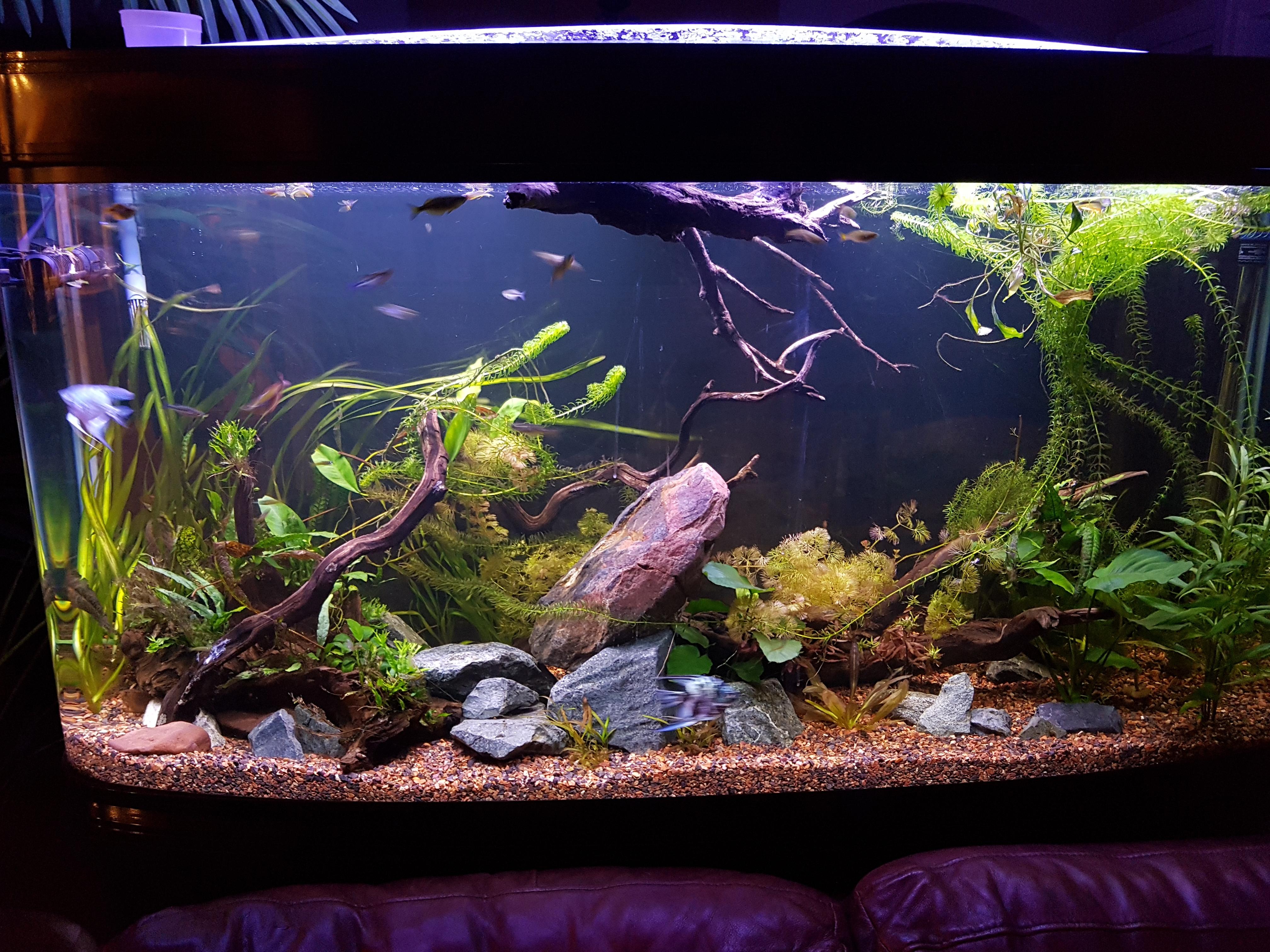 One month old driftwood is still floating.. r/Aquariums