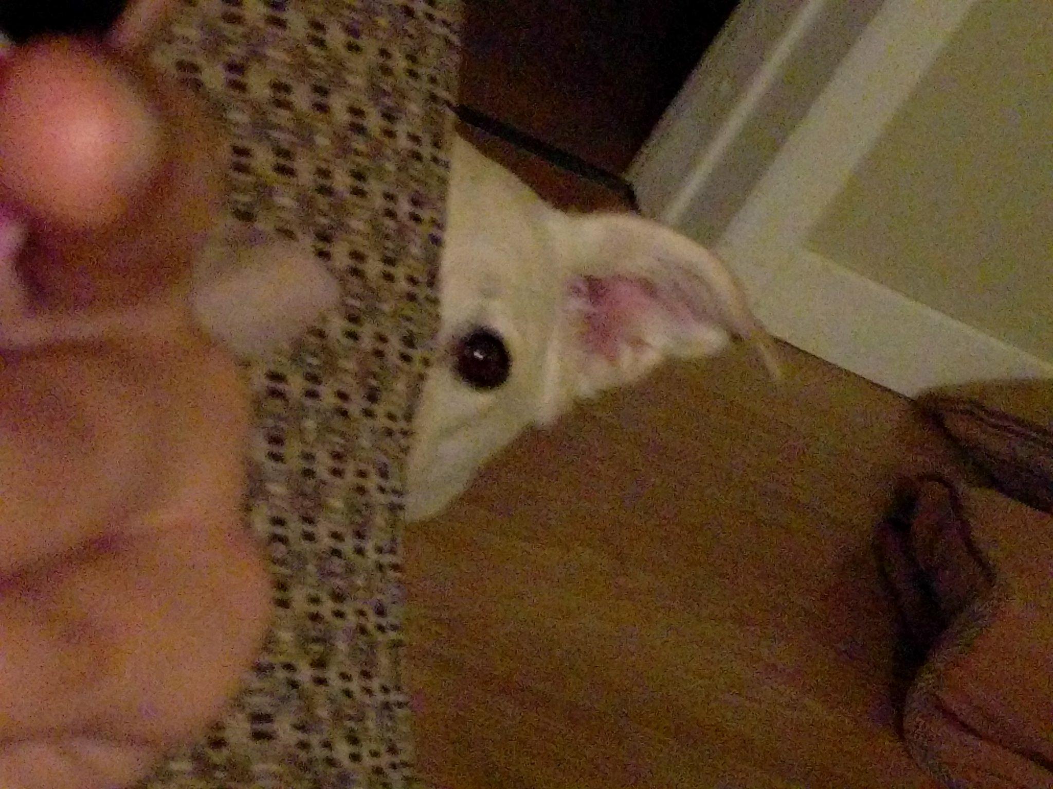 How my dog begs for food after being told no r/dogpictures