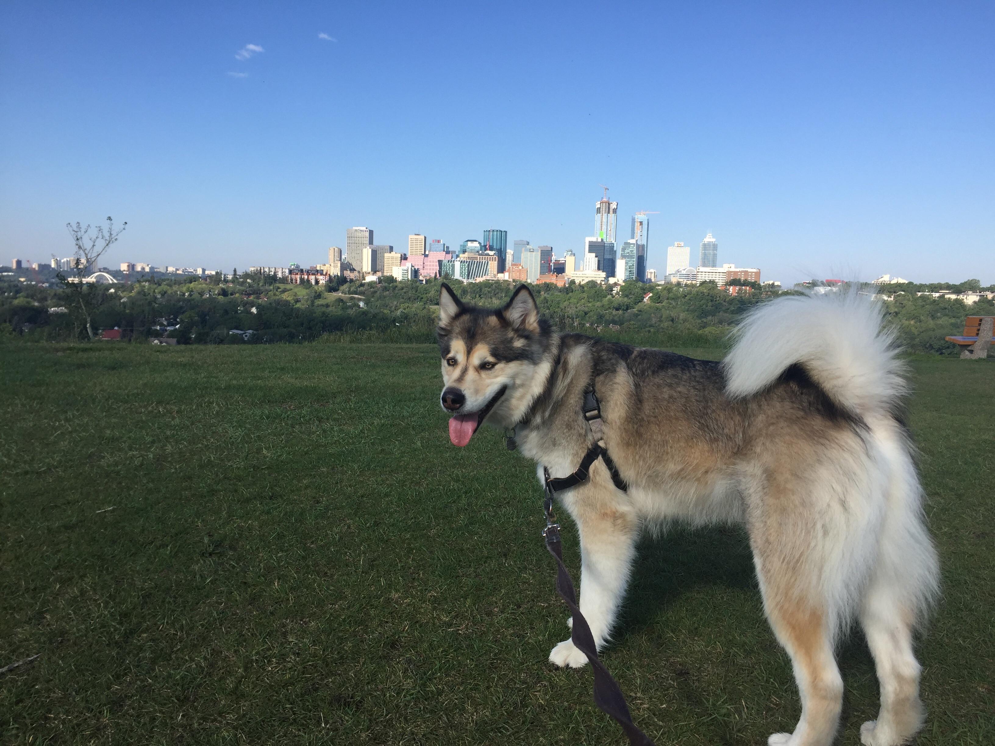 Malamute in the city r/AlaskanMalamute