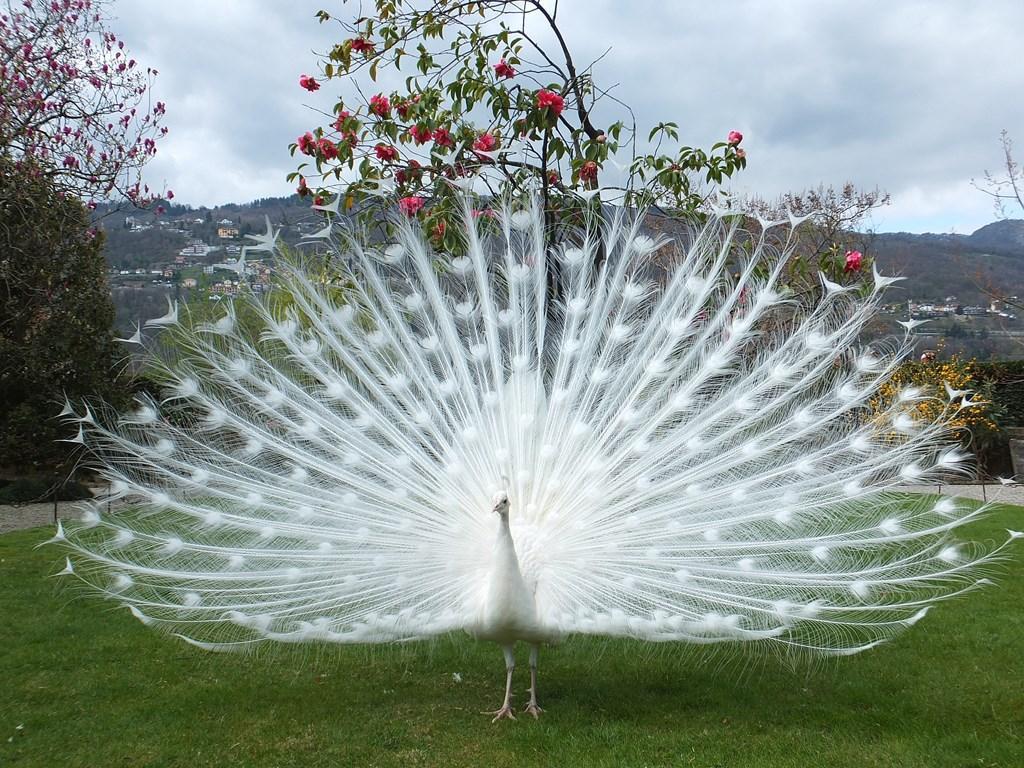 🔥 White peacocks extremely rare, They are native to India, and are also