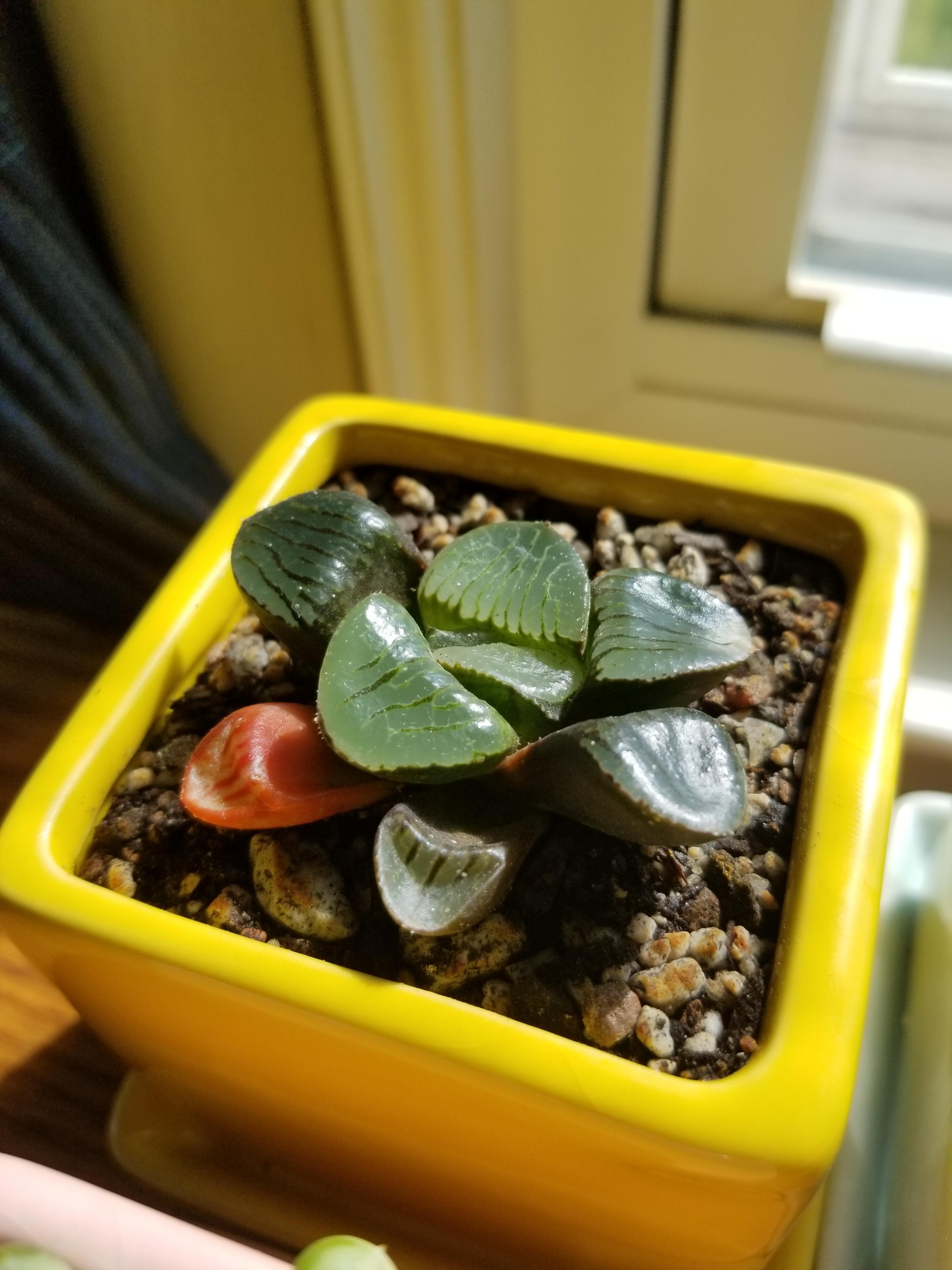 Haworthia 'crystal ball' r/haworthia
