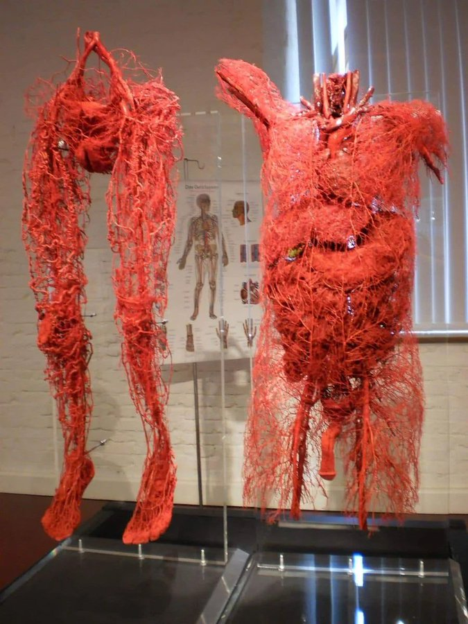 An exhibit showing all the blood vessels in a human being’s body. Images