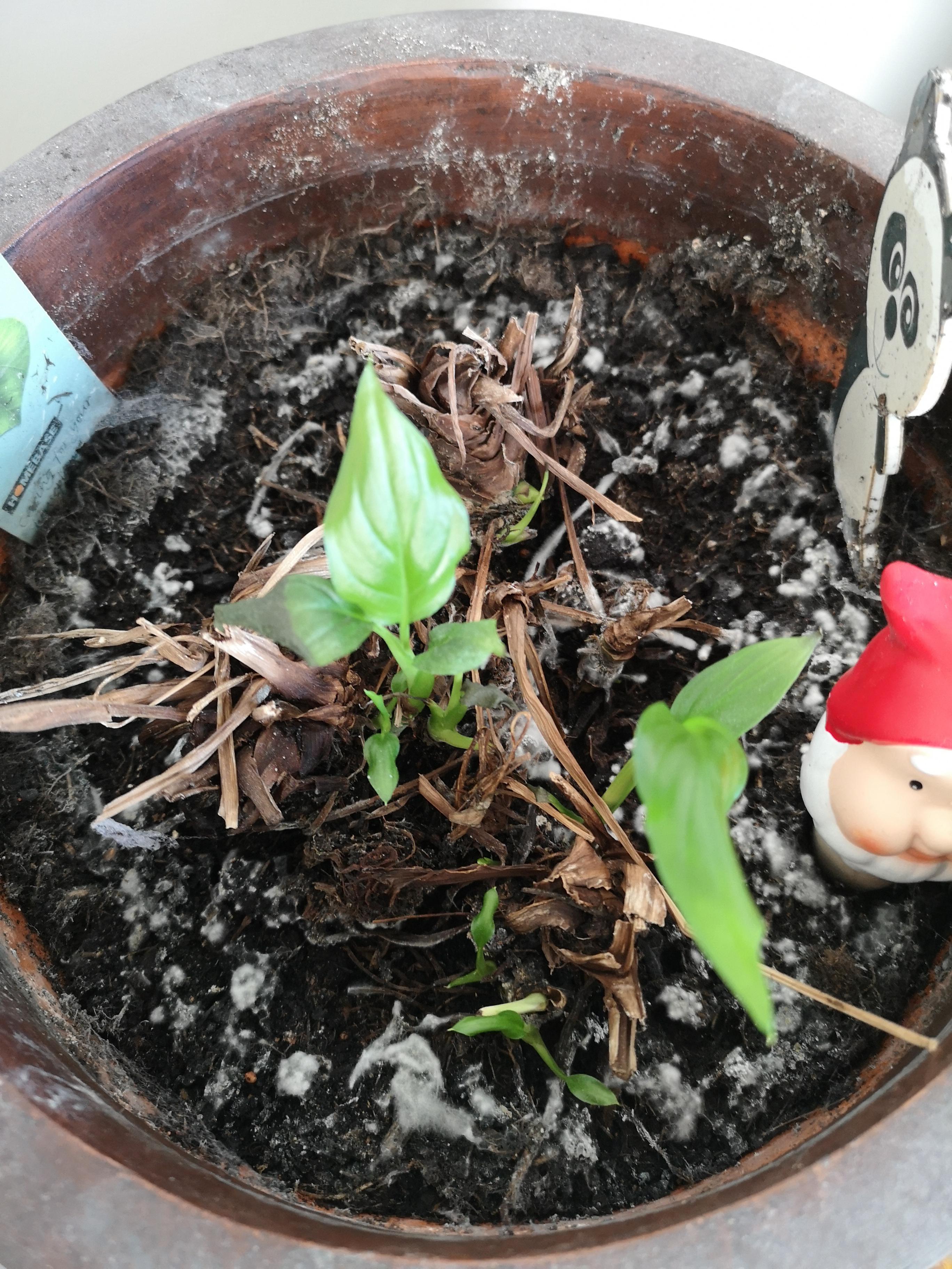 Weird mould looking covering forming on my peace lily since I moved