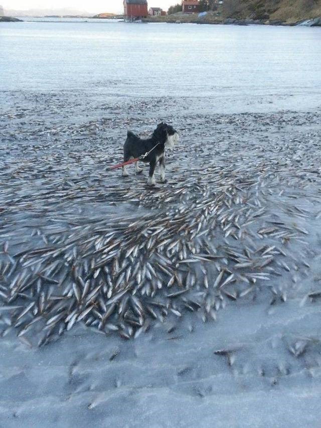 Cold Days in Norway. r/natureismetal