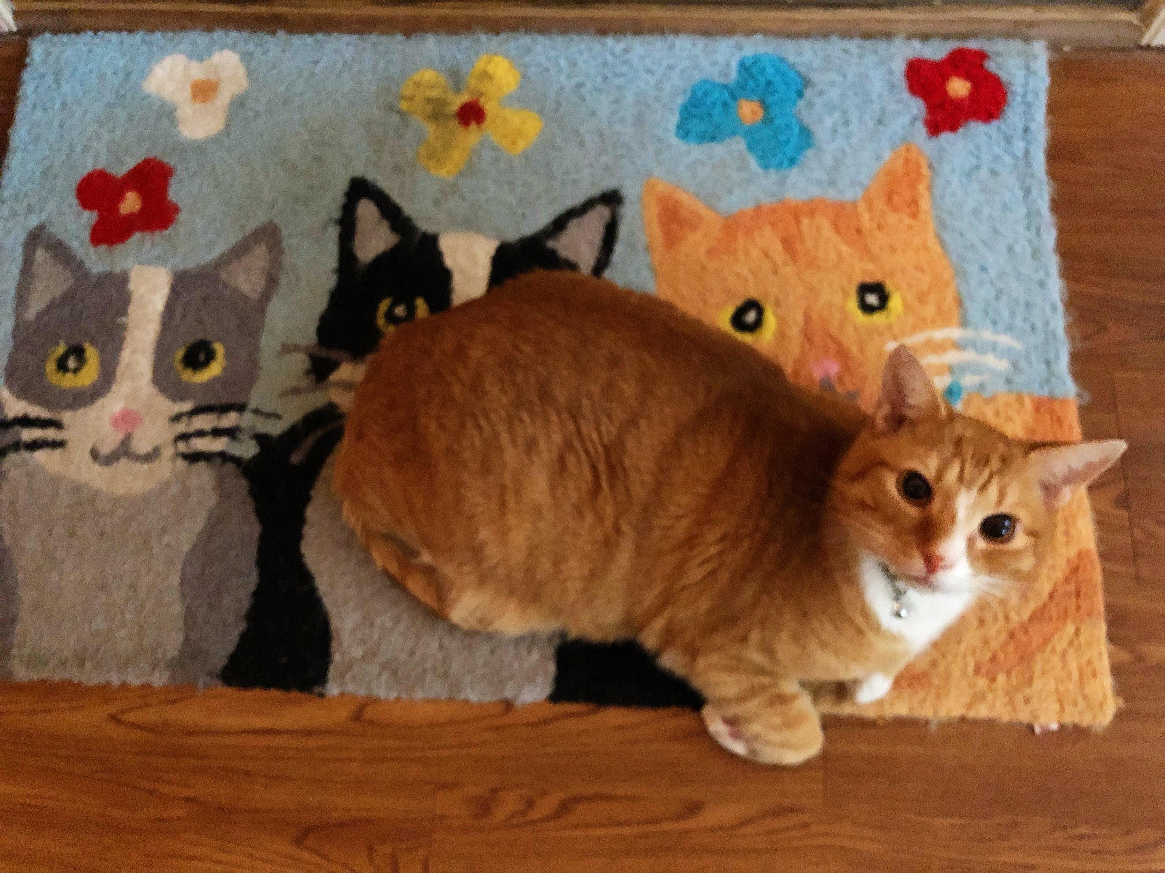 Orange cats favorite spot to lay is the orange cat. r/mildlyinteresting