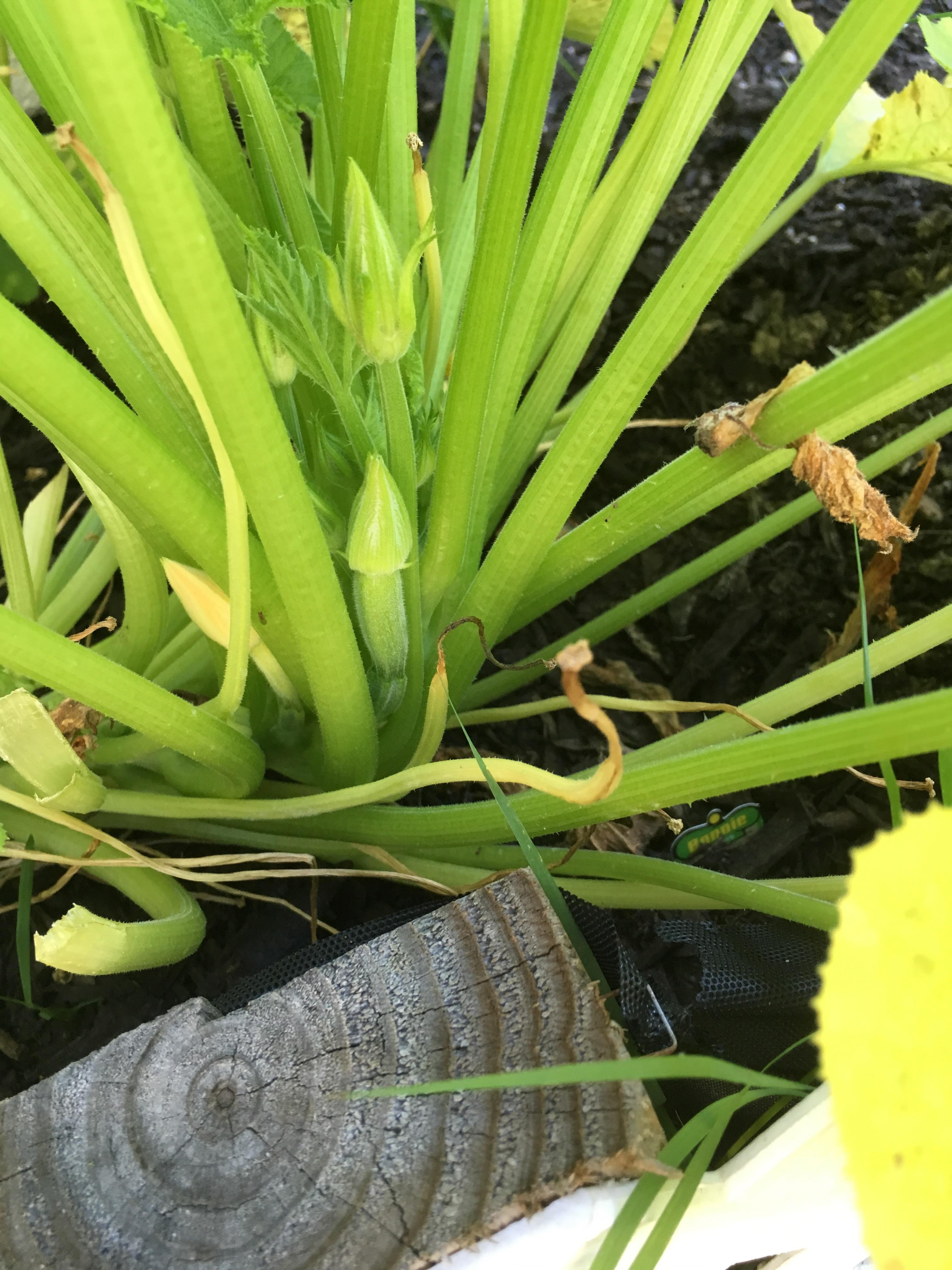 My zucchini has been producing a lot of male flowers for over a month