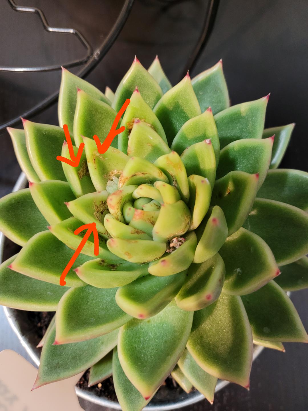 Does anyone know what's up with my Molded Wax Agave? succulents