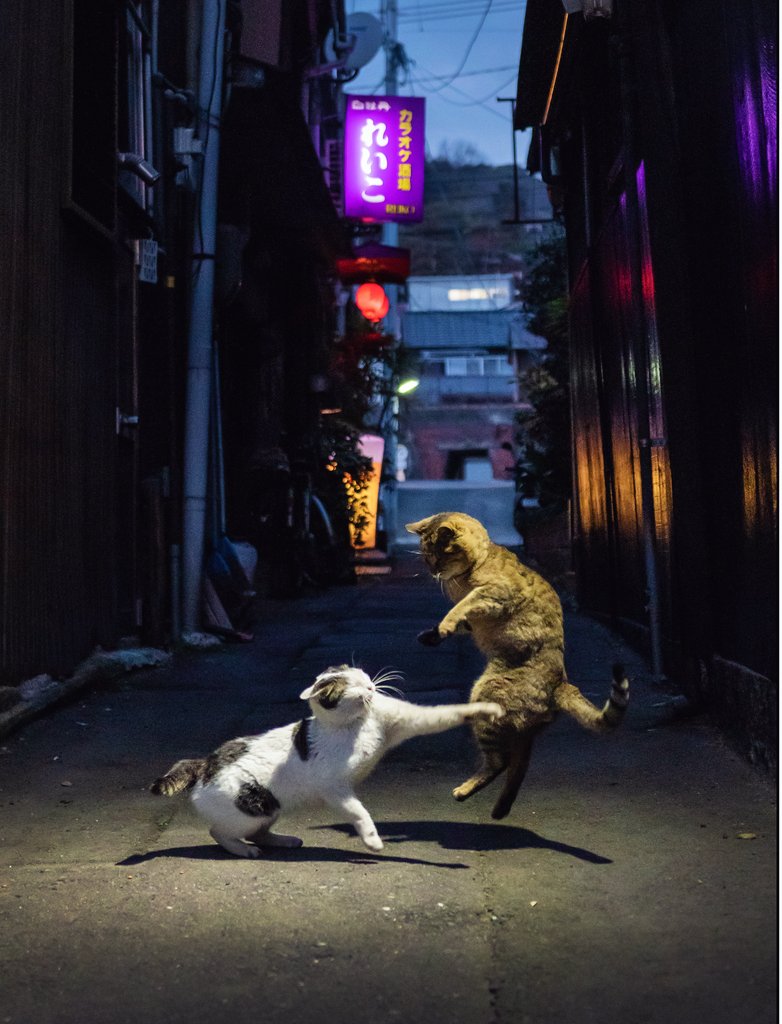 overview for WiseAndHumbleDuck