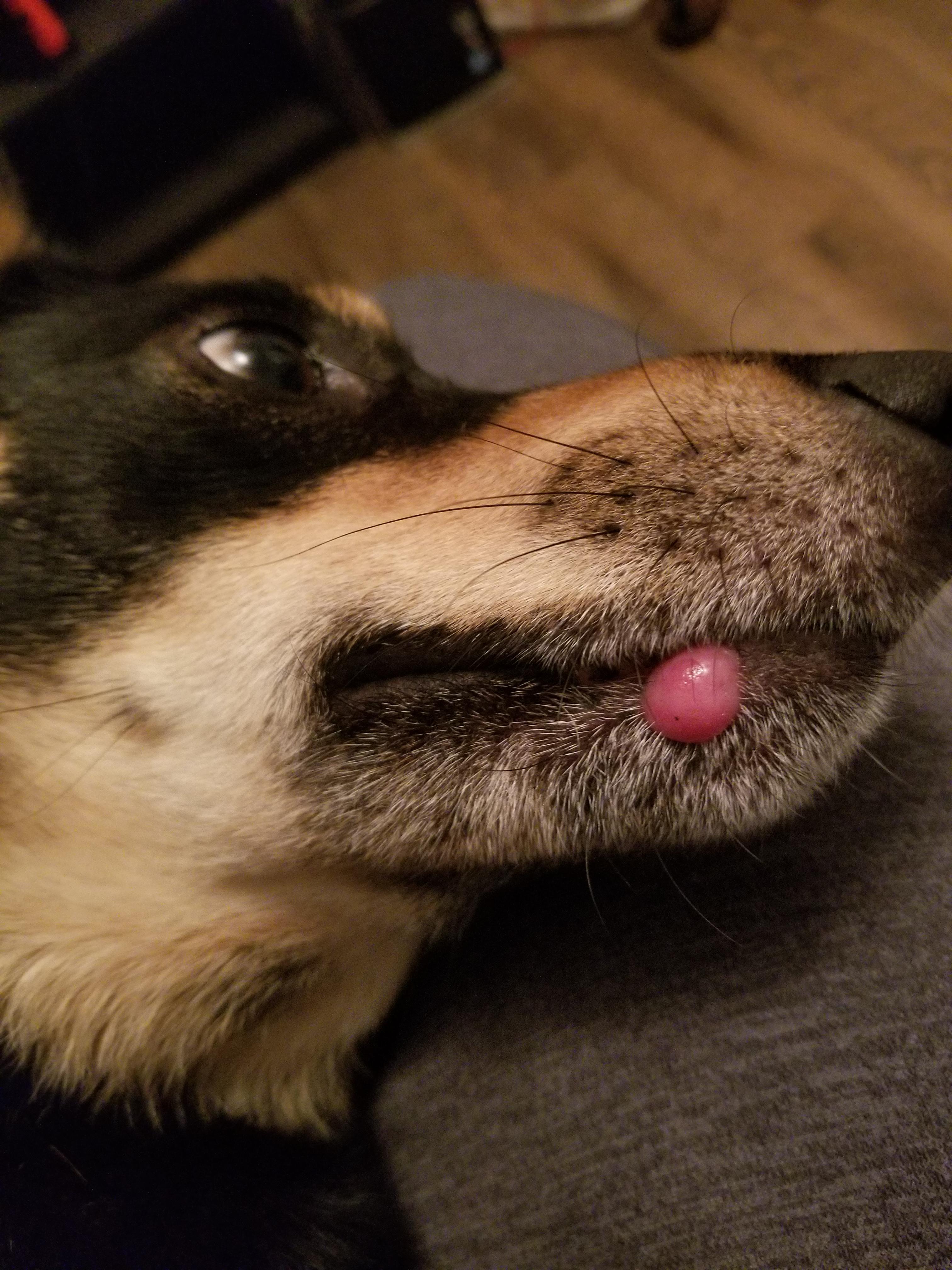 A bump appeared on my dogs lip! Does anyone know what it is? pethealth