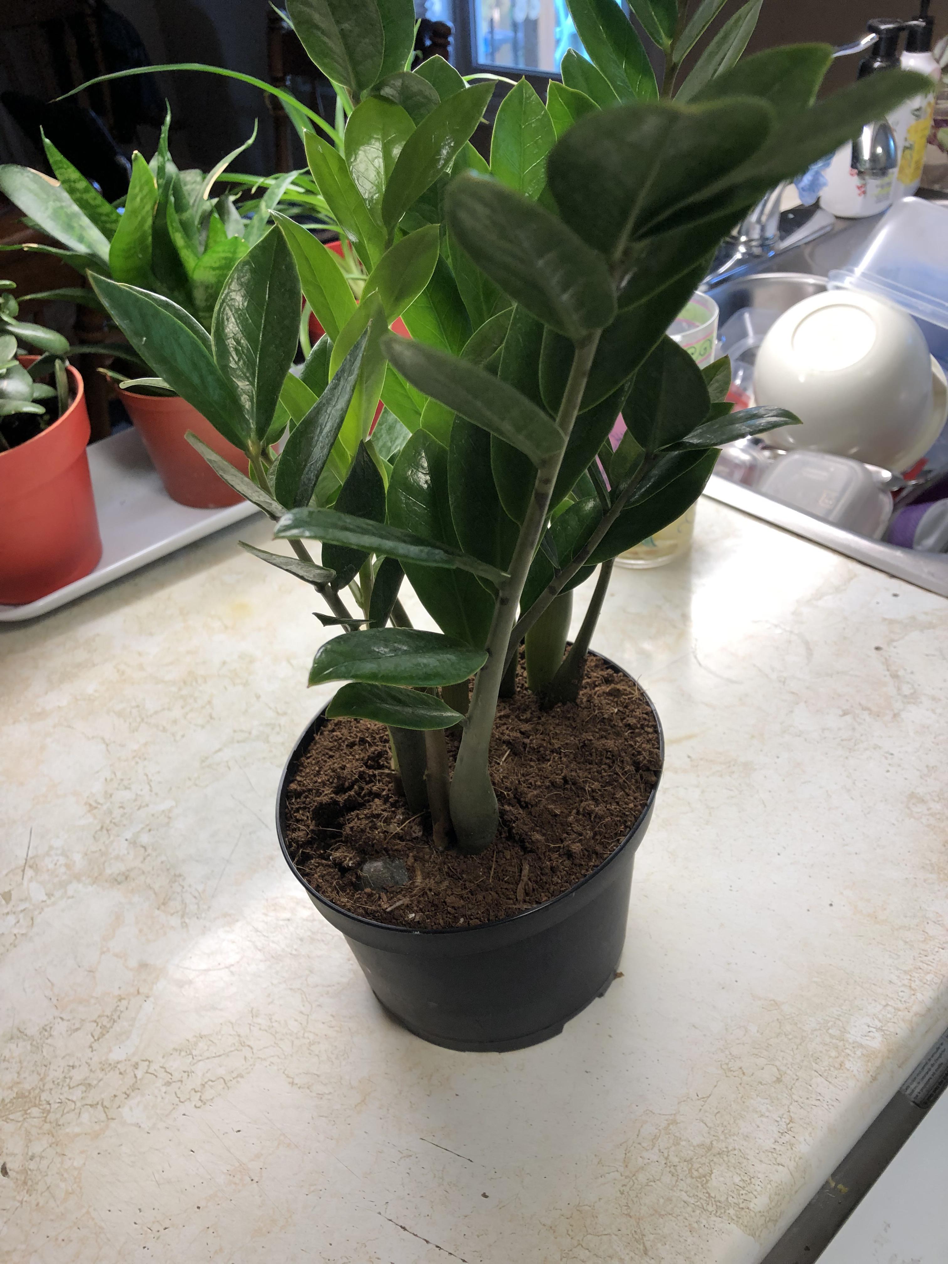Just picked up this ZZ plant from Ikea! Any advice? Should I plant it