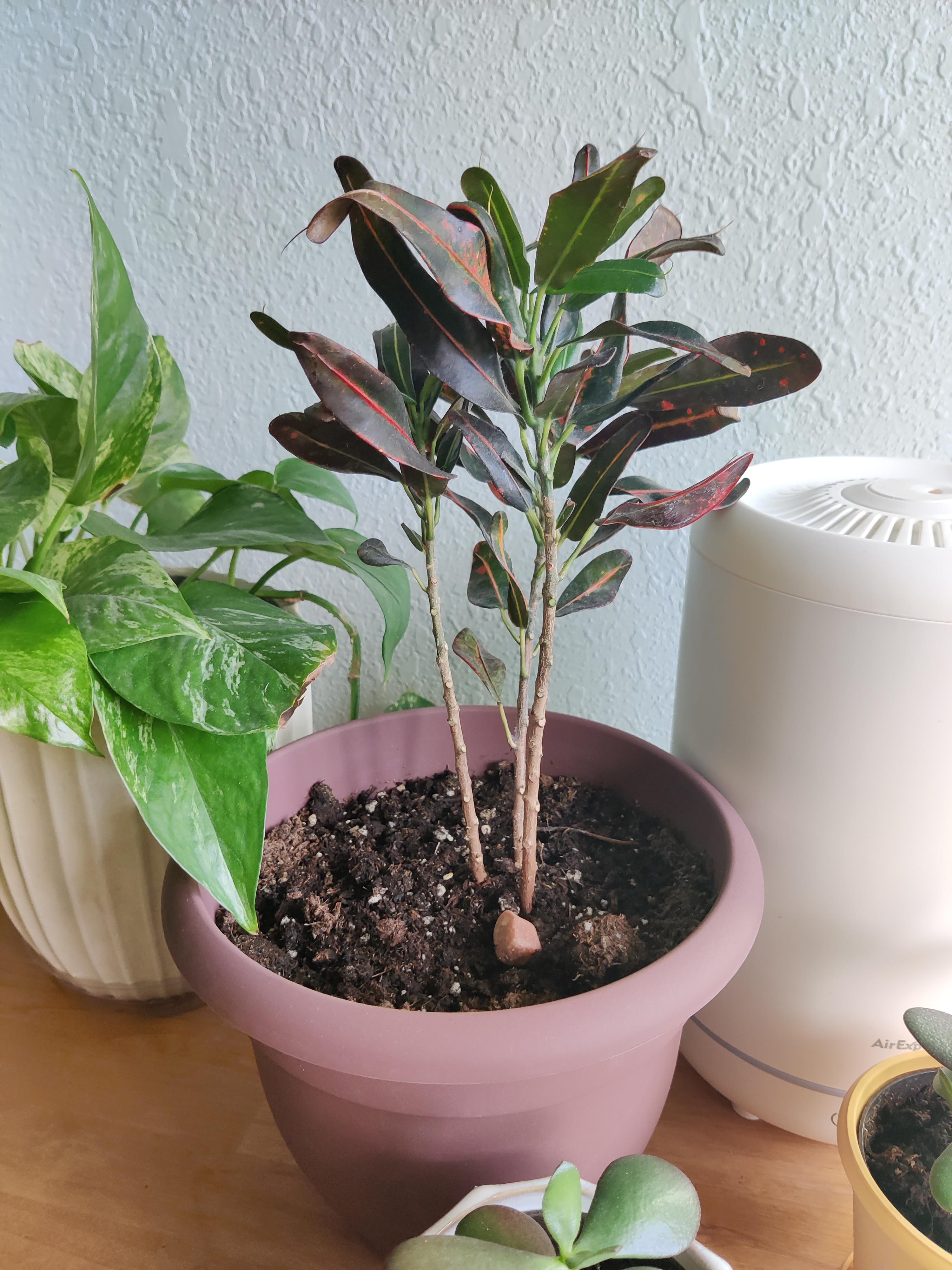 17+ Prayer Plant Watering NaivaMykhael