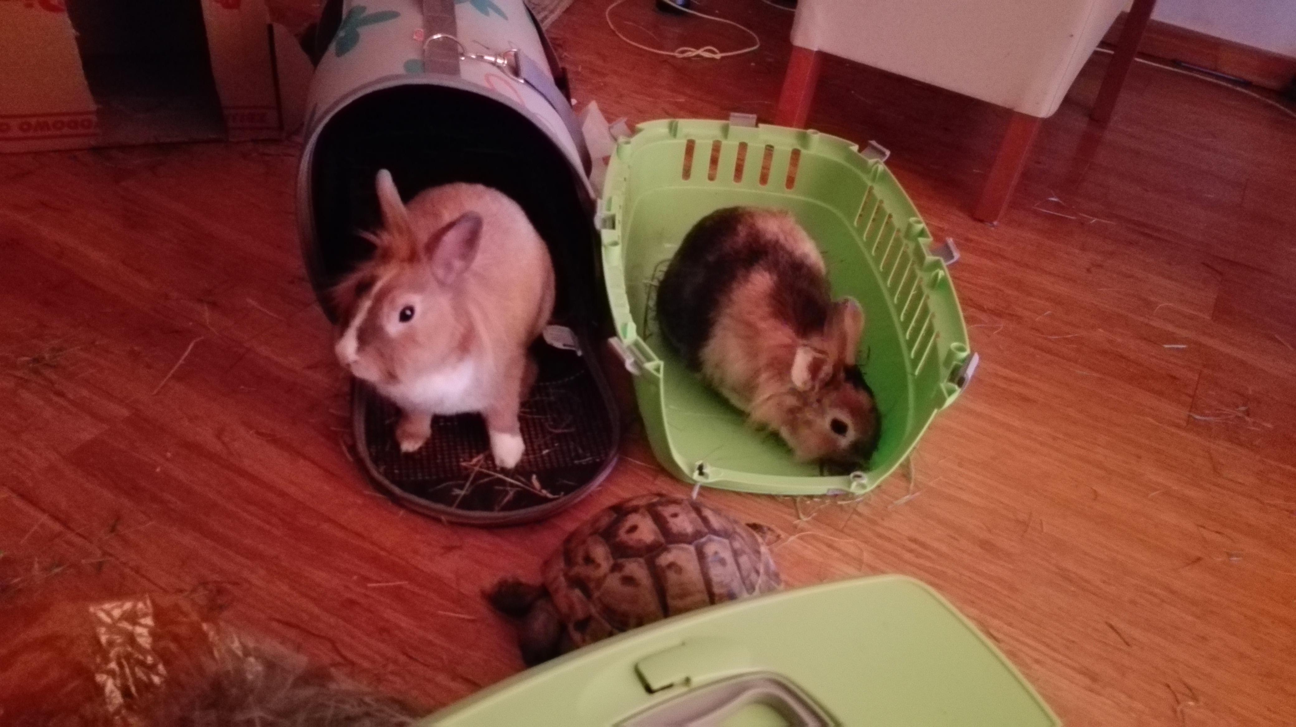 Buns Happily Return After Vet Checkup r/Rabbits