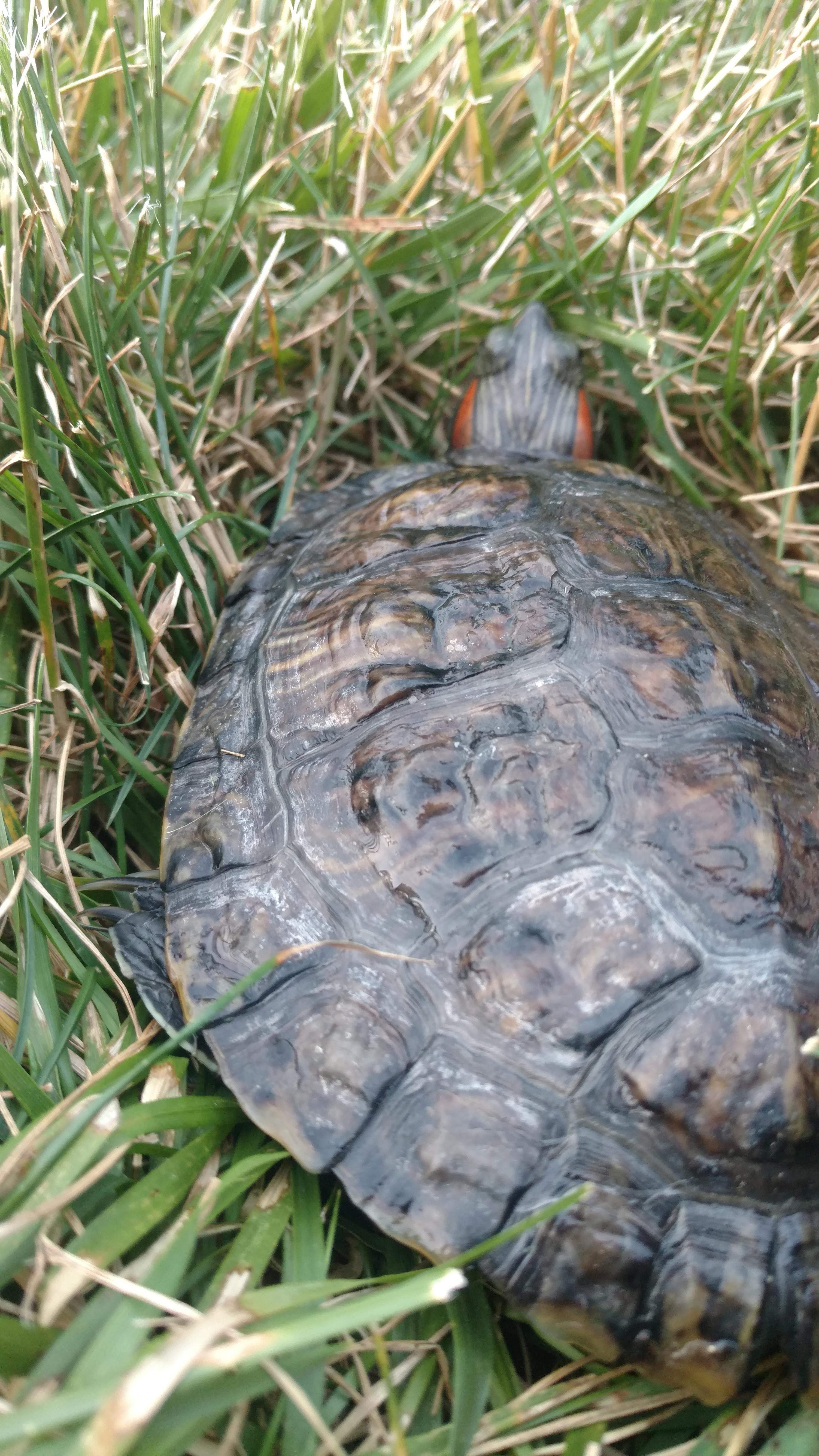 Should i be concerned with how bumpy my red eared sliders shell is? r