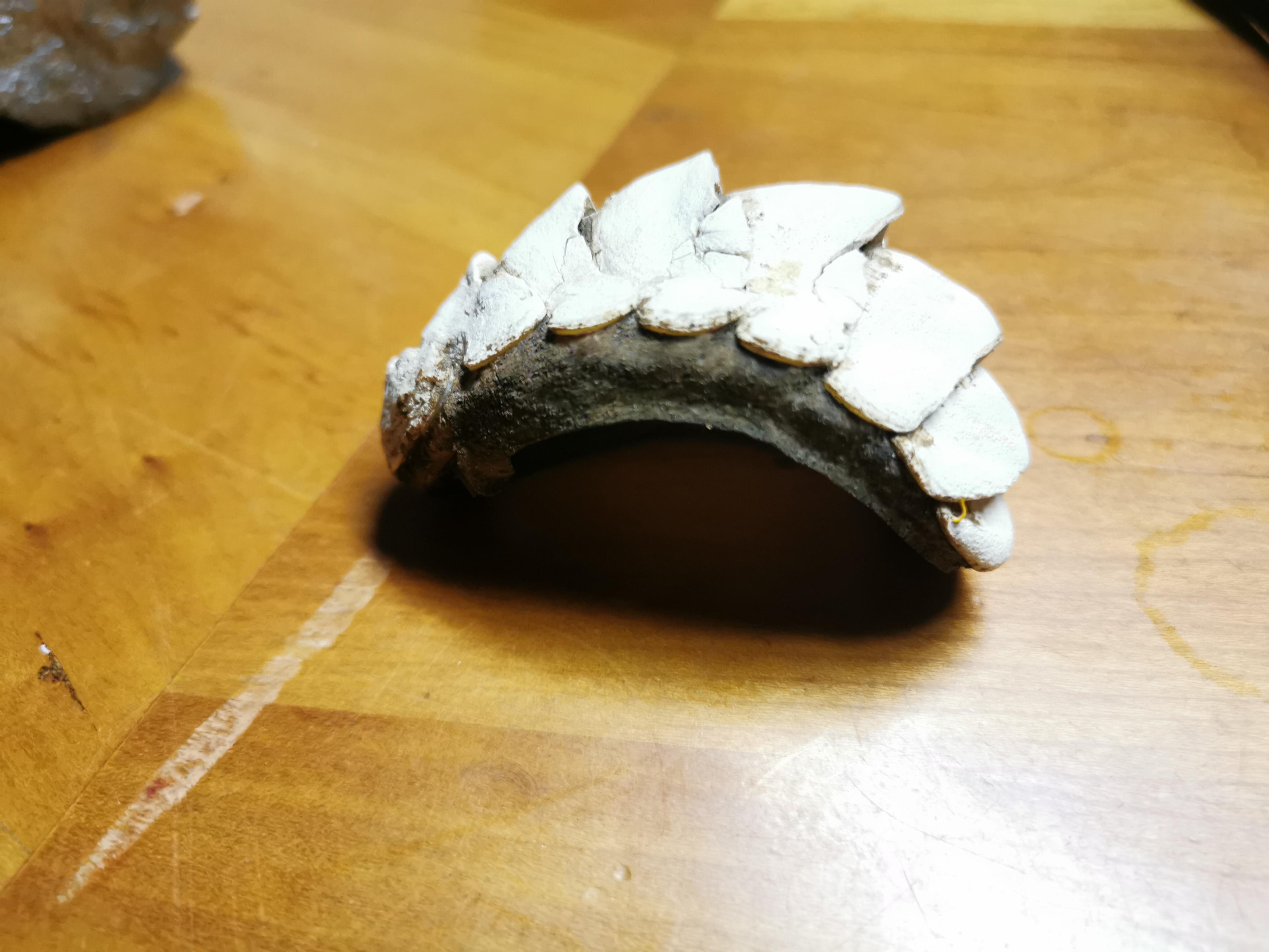 I found this at a Cape Town Beach. Can anyone tell what it is?? r/fossils