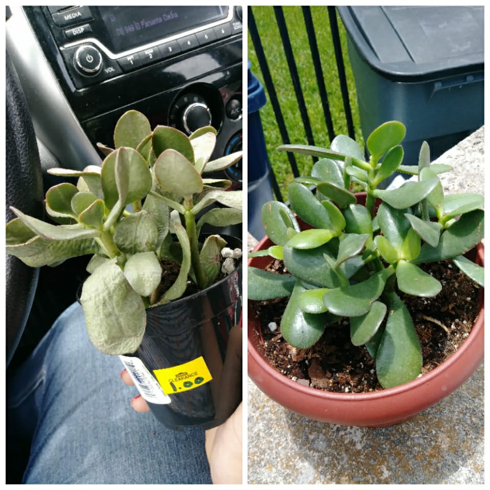 Crassula Ovata (jade plant) I got for 1 at Lowes has made great