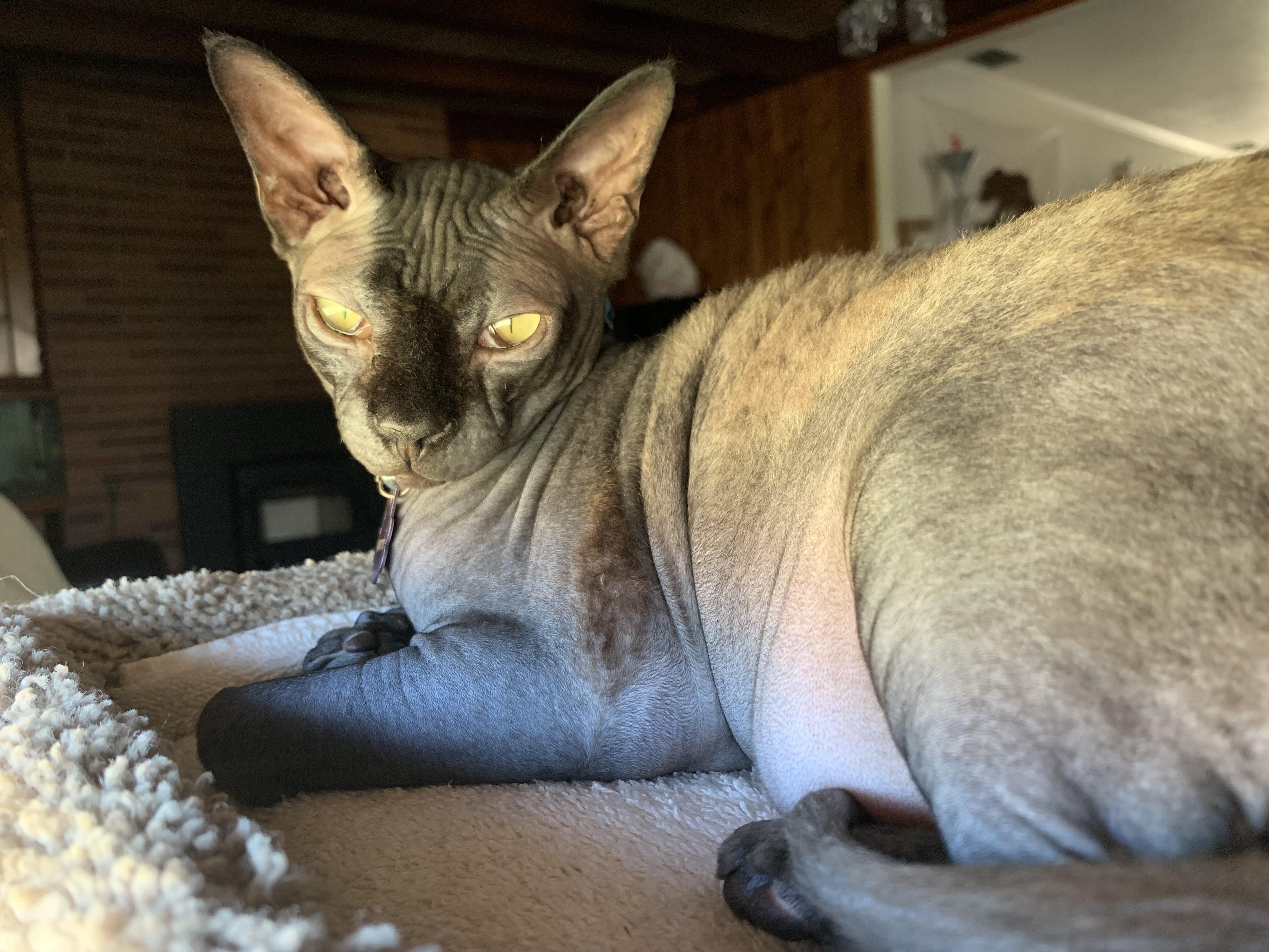 I don’t think she’s gonna lose her winter coat this year r/sphynx