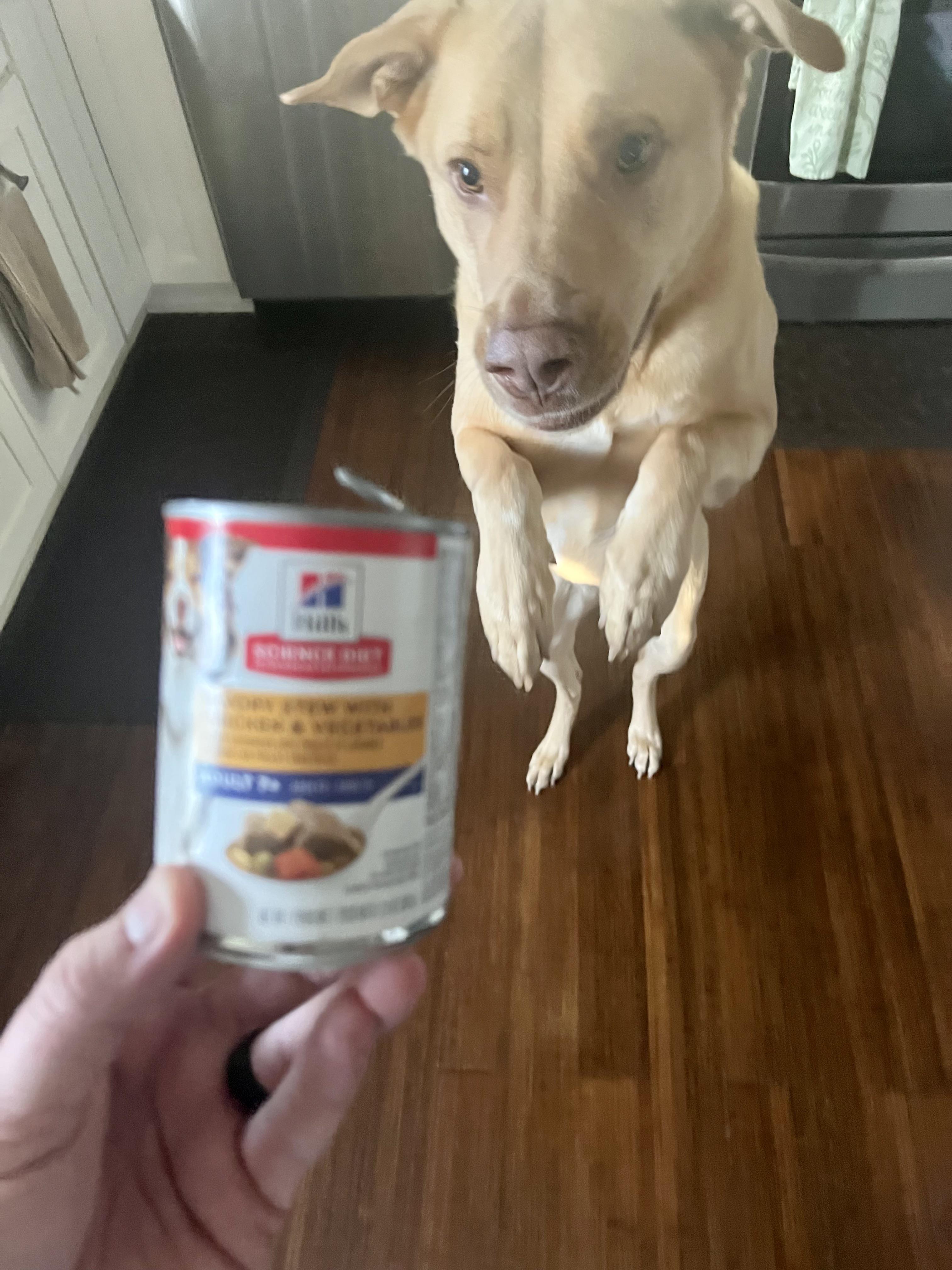 Opening his first can of “7+ year old” dog food. Doesn’t look a day