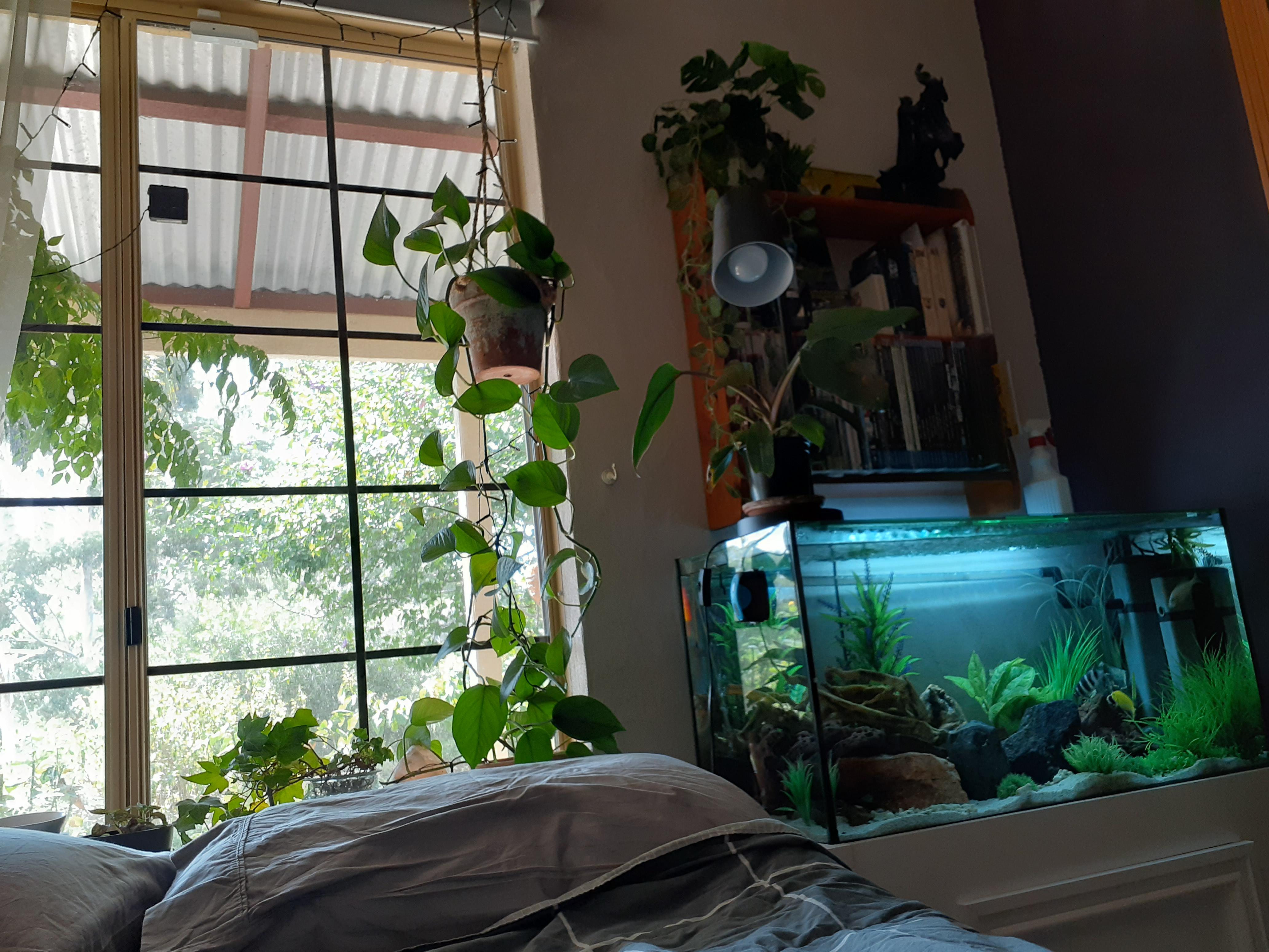 Aquarium Bed