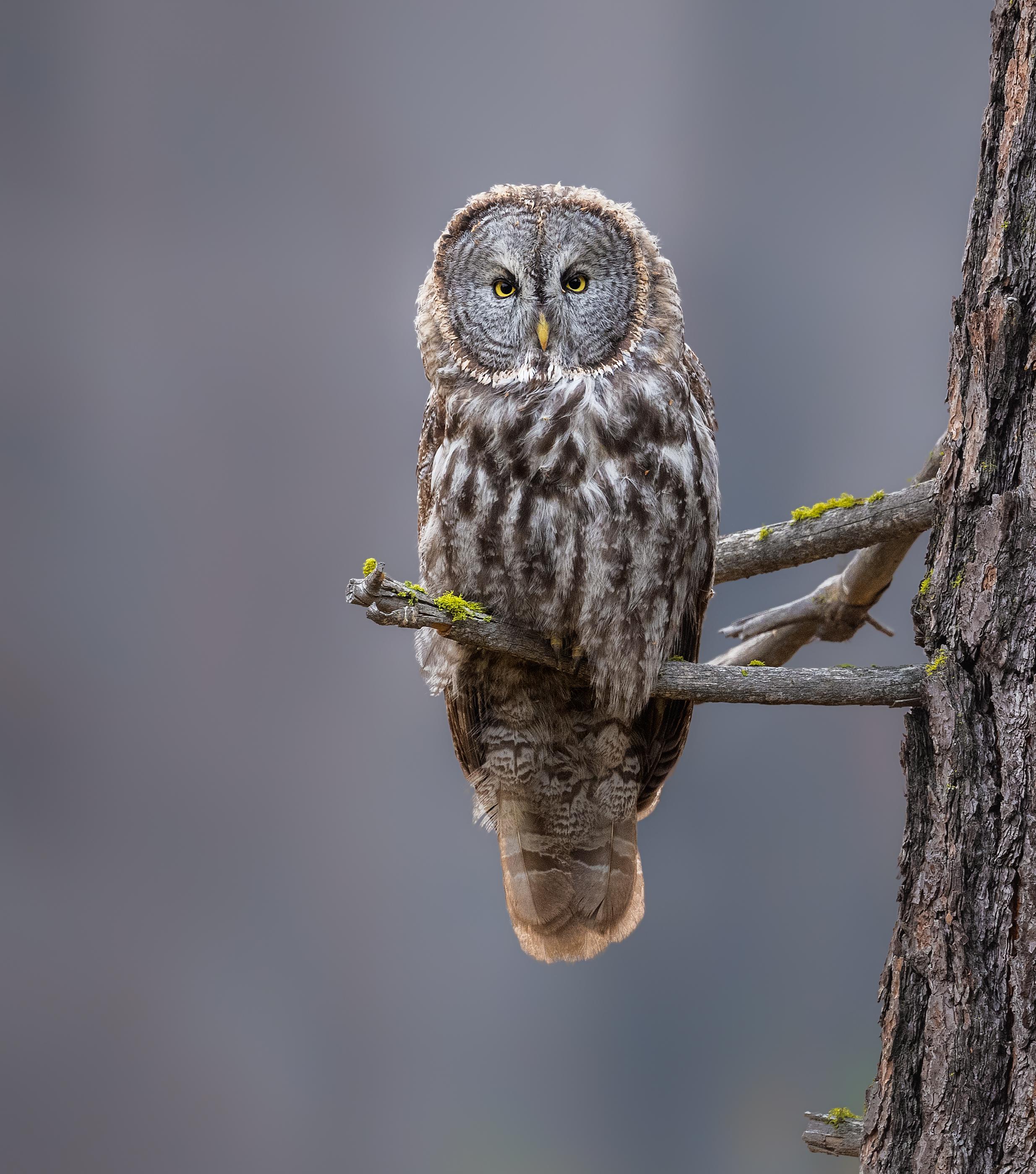 Great Gray Owl I photographed in Yosemite National Park! r/Owls