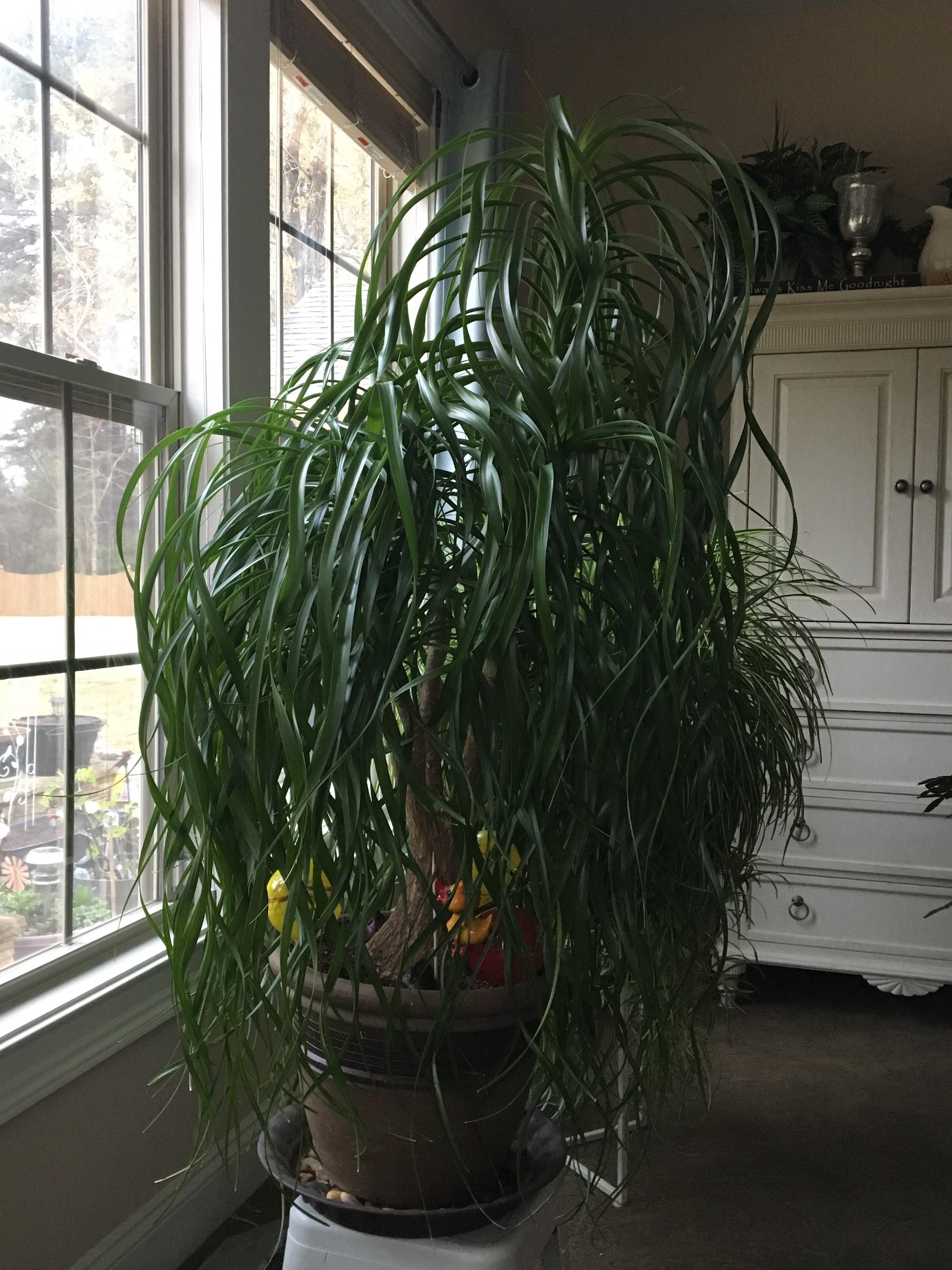 Giant Spider Plant Pandanus Varigated Golden Giant Spider Plant