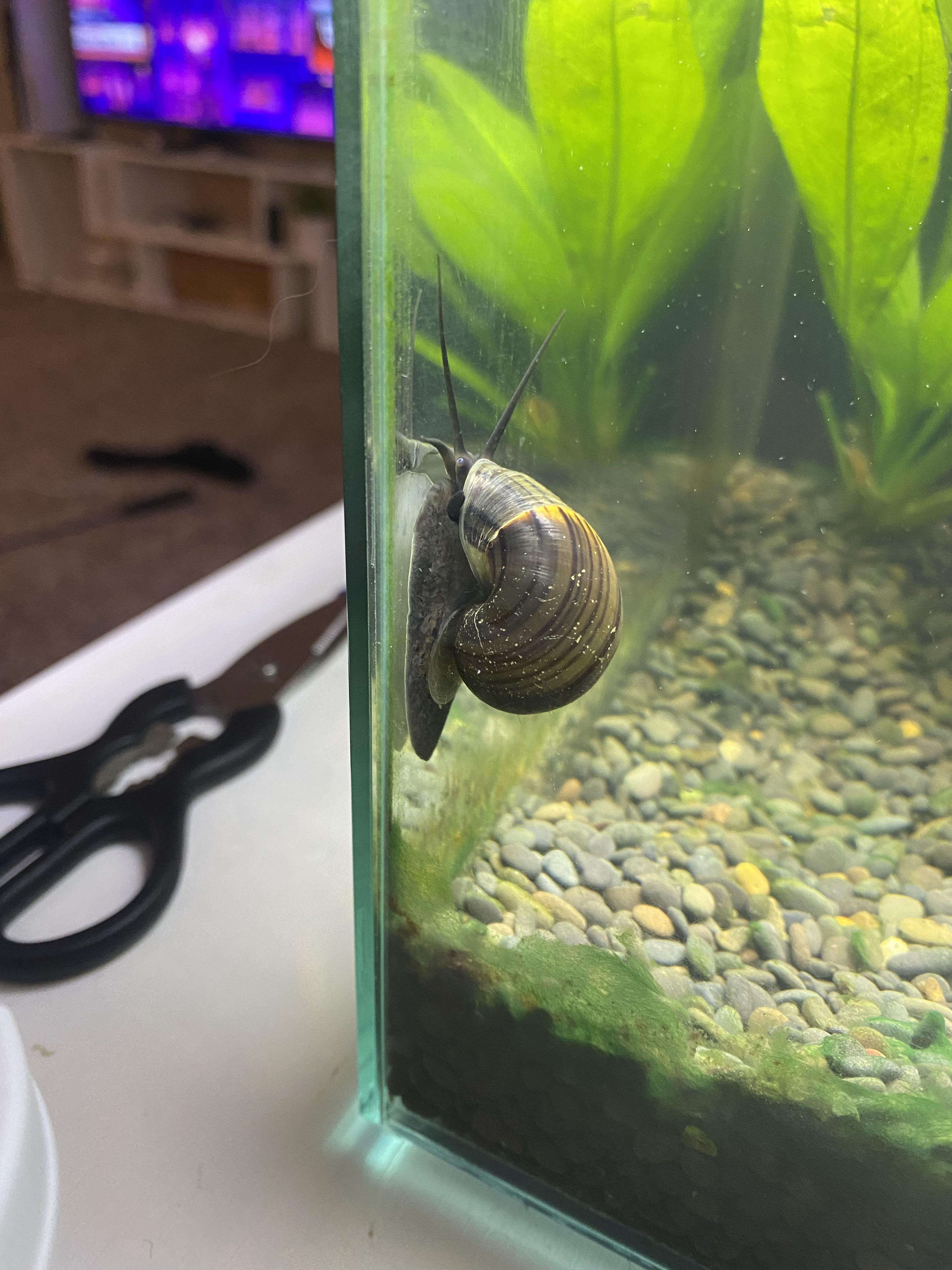 Snail r/Aquariums
