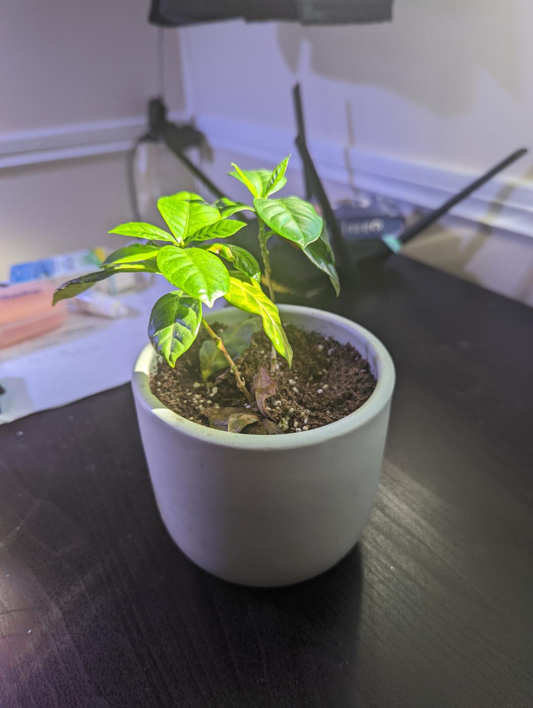 Update on reviving my coffee plant. I'll put more info in comments but TLRD old leaves started