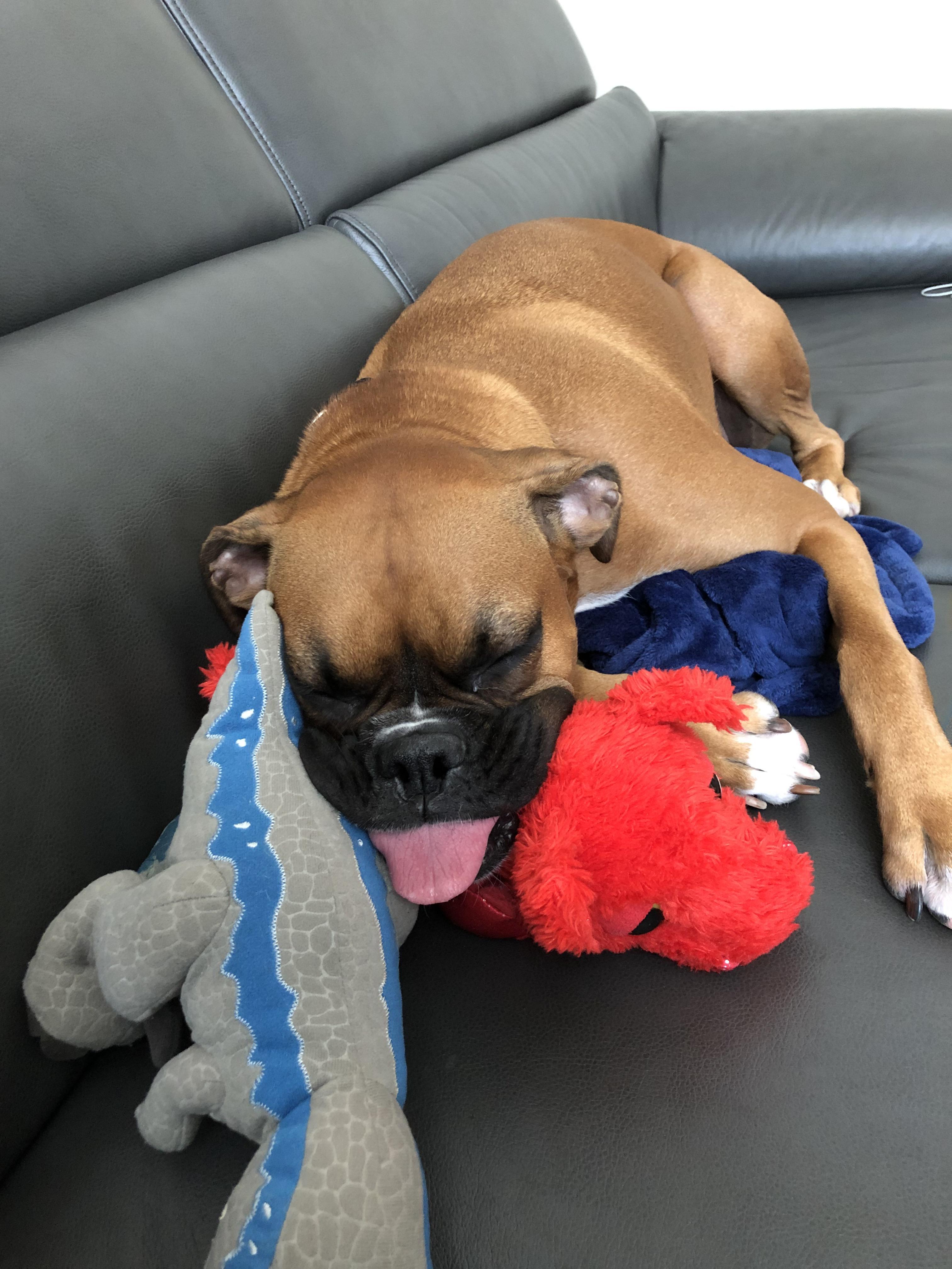 My dog doesn’t know how to sleep without the blop r/blop