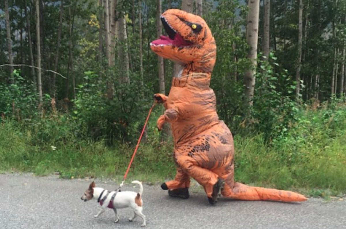 Wait dino has a dog? Socksfor1Submissions