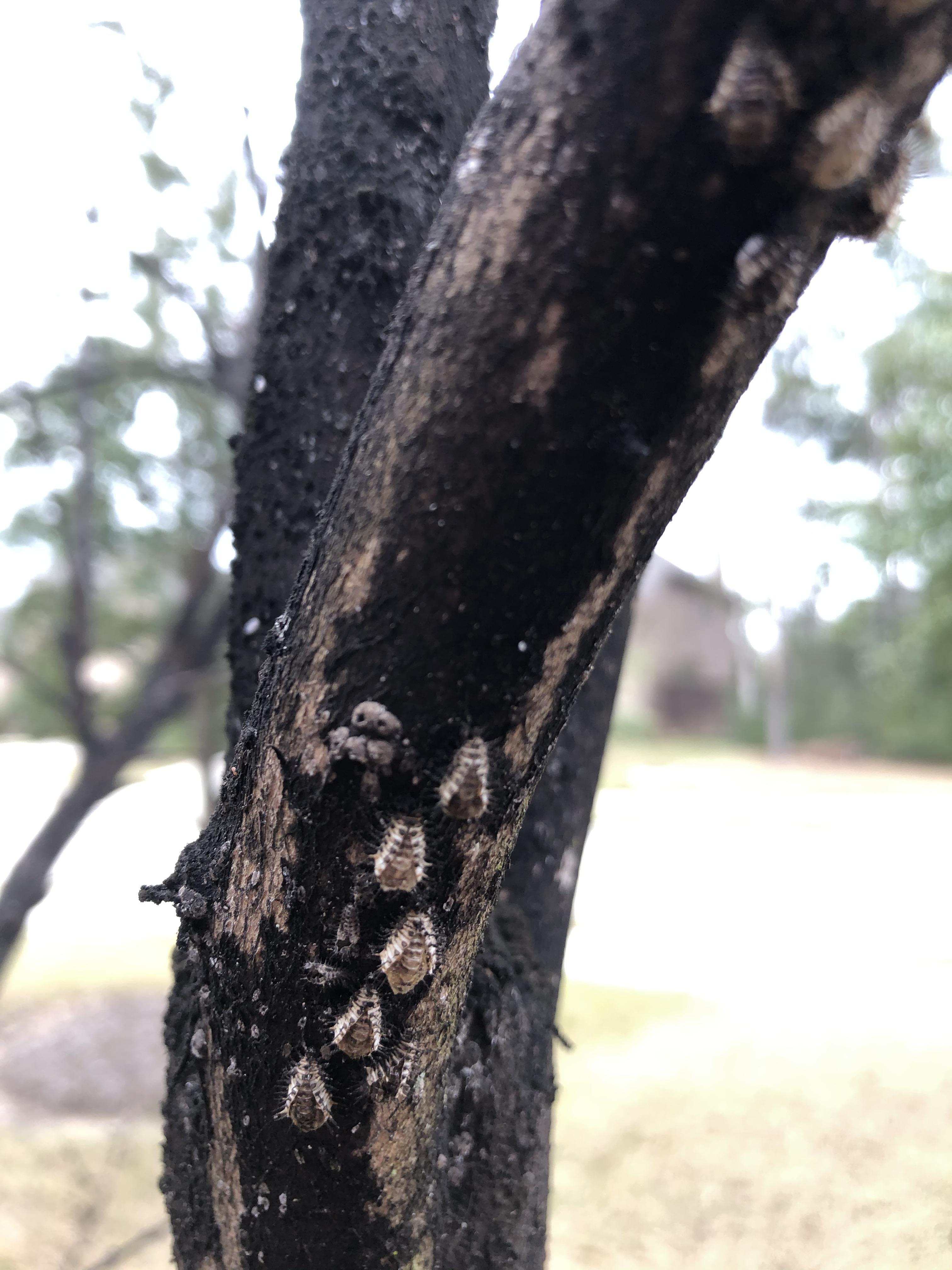 Crepe Myrtle Help! Black scum on crepe myrtles, are these guys to blame