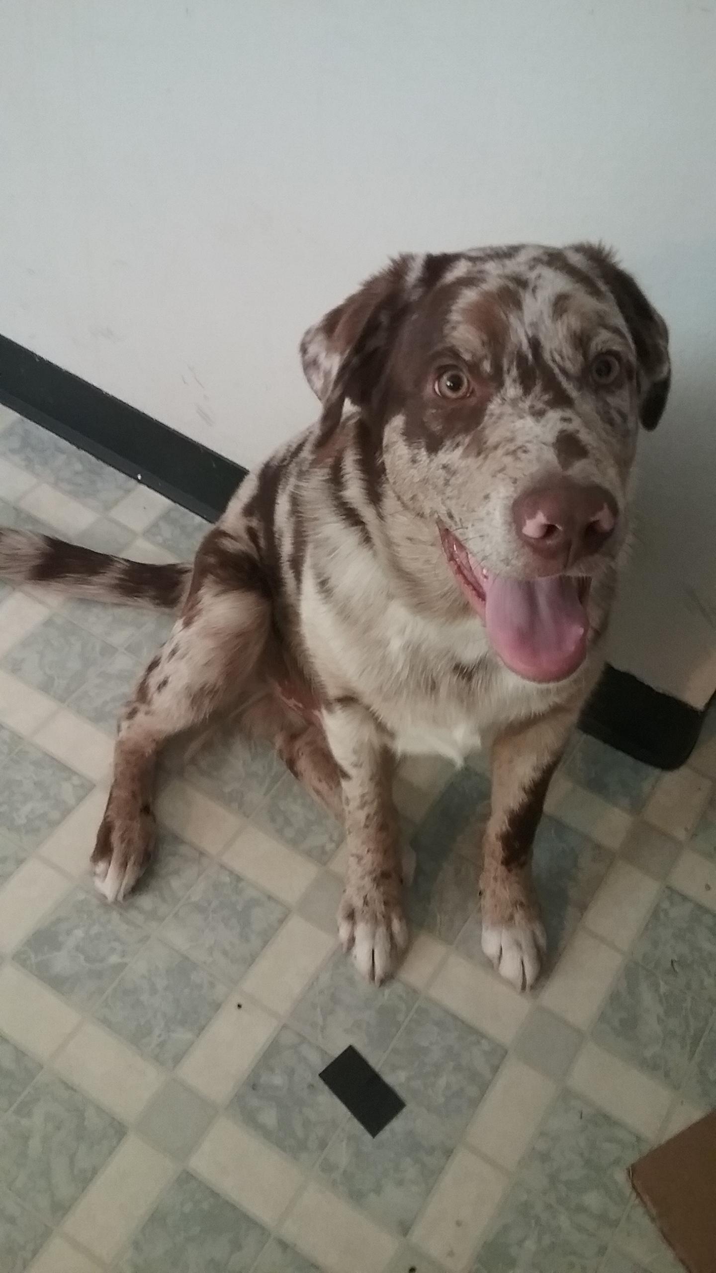 Chocolate Lab Australian Shepherd Mix at Betty Brooks blog