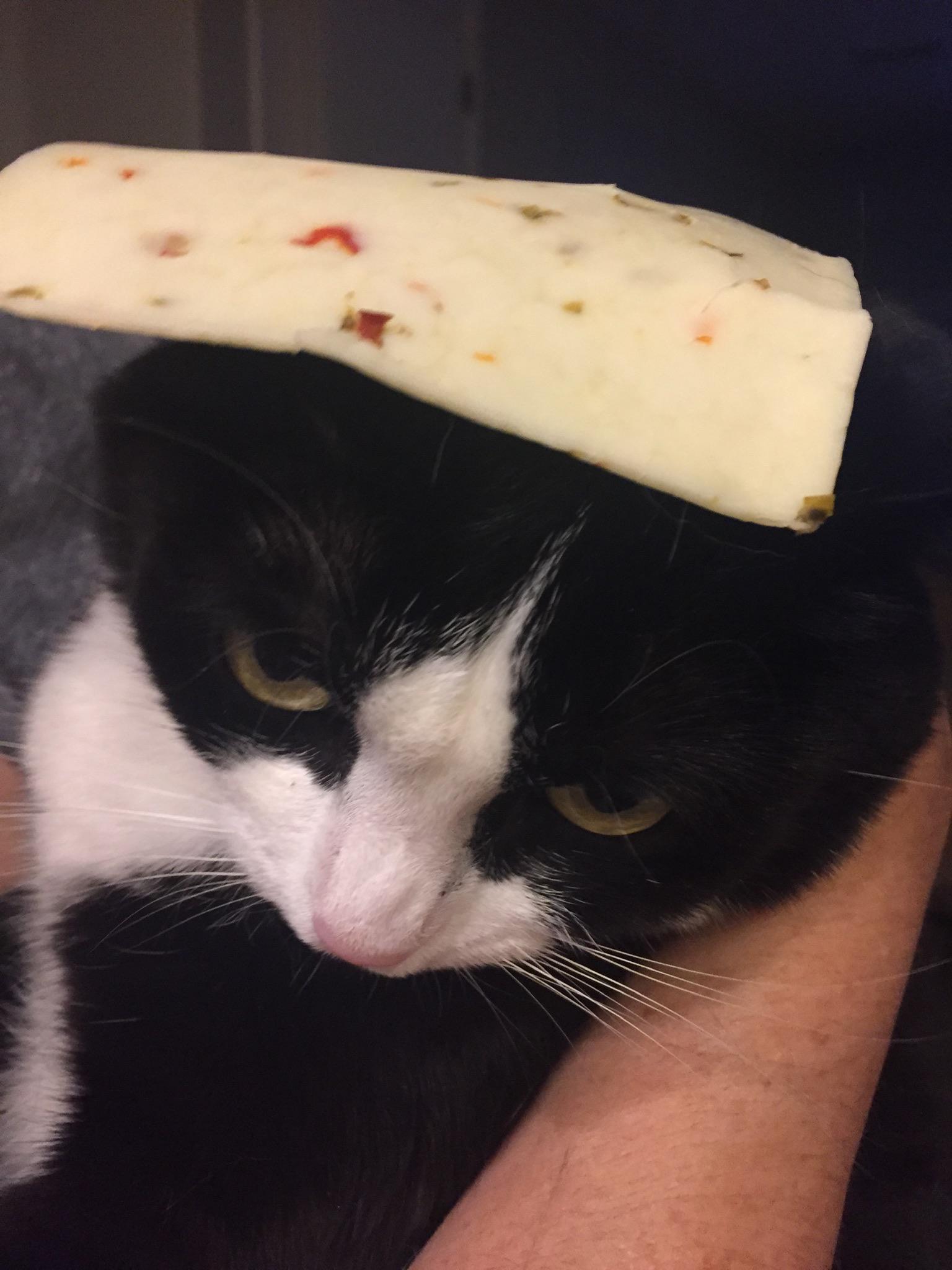 Kitty with cheese on her head r/aww