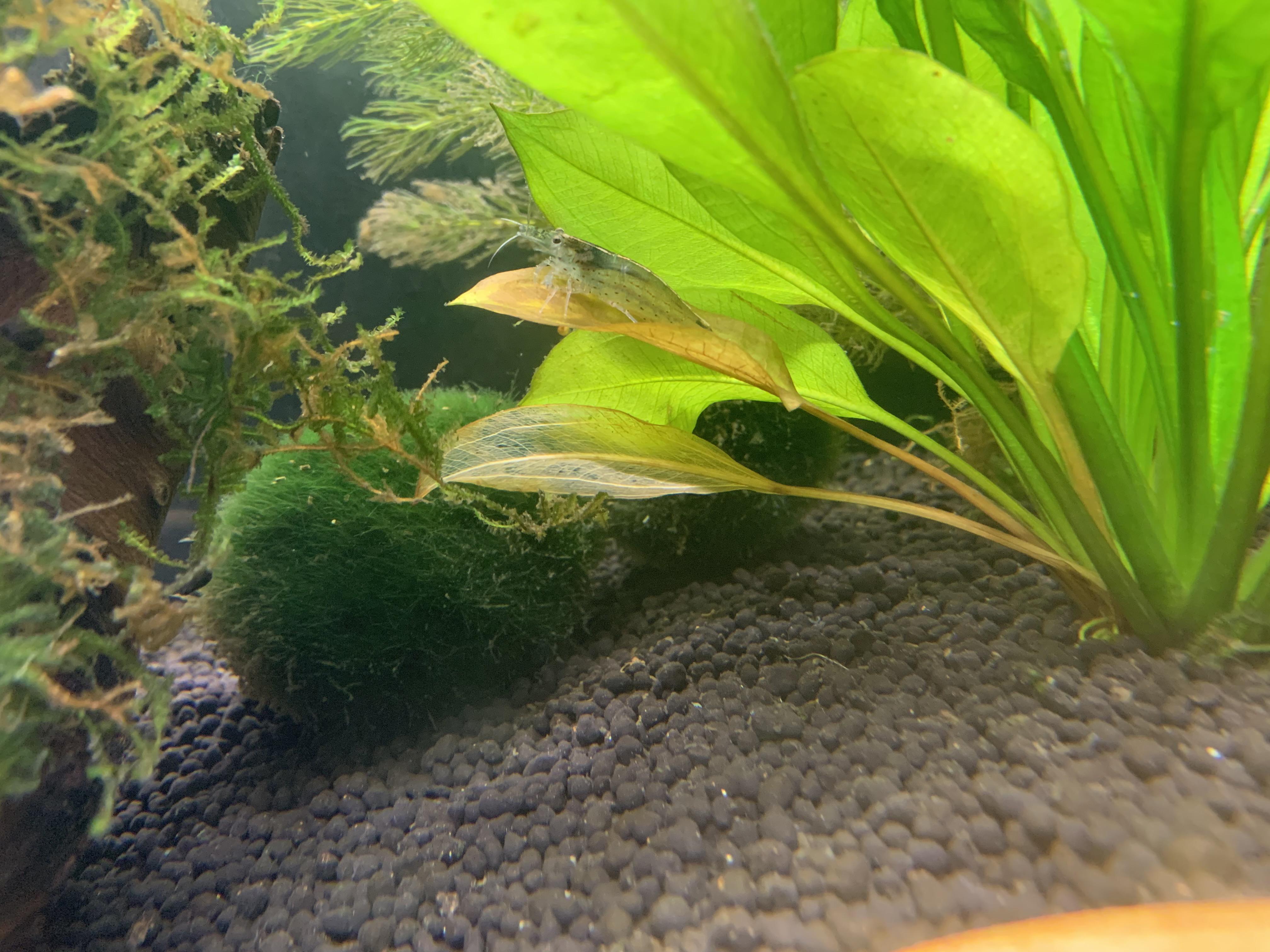Amazon Sword Yellowing/Death On Lower Leaves. r/PlantedTank