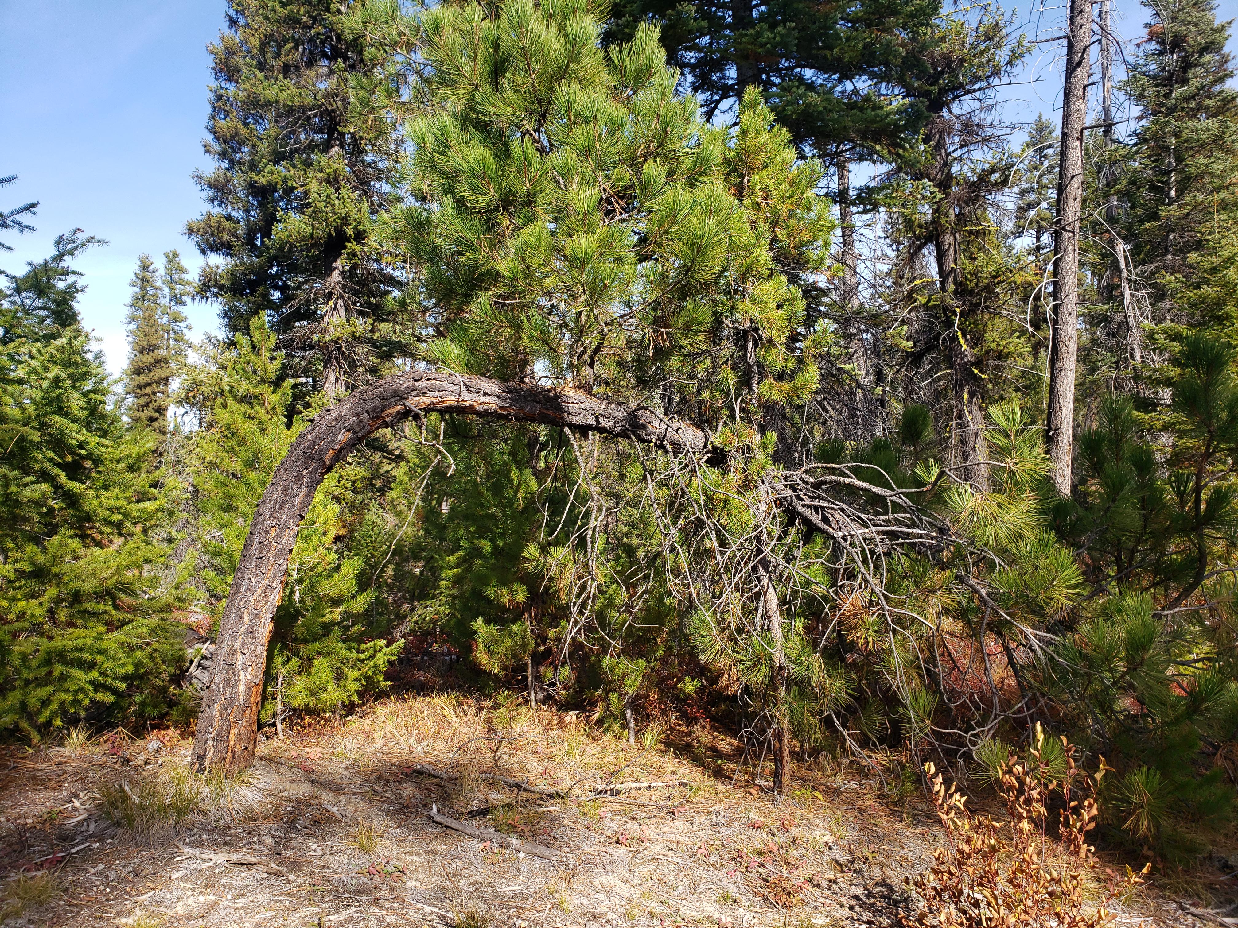This bent tree with a branch growing straight up looking like a new