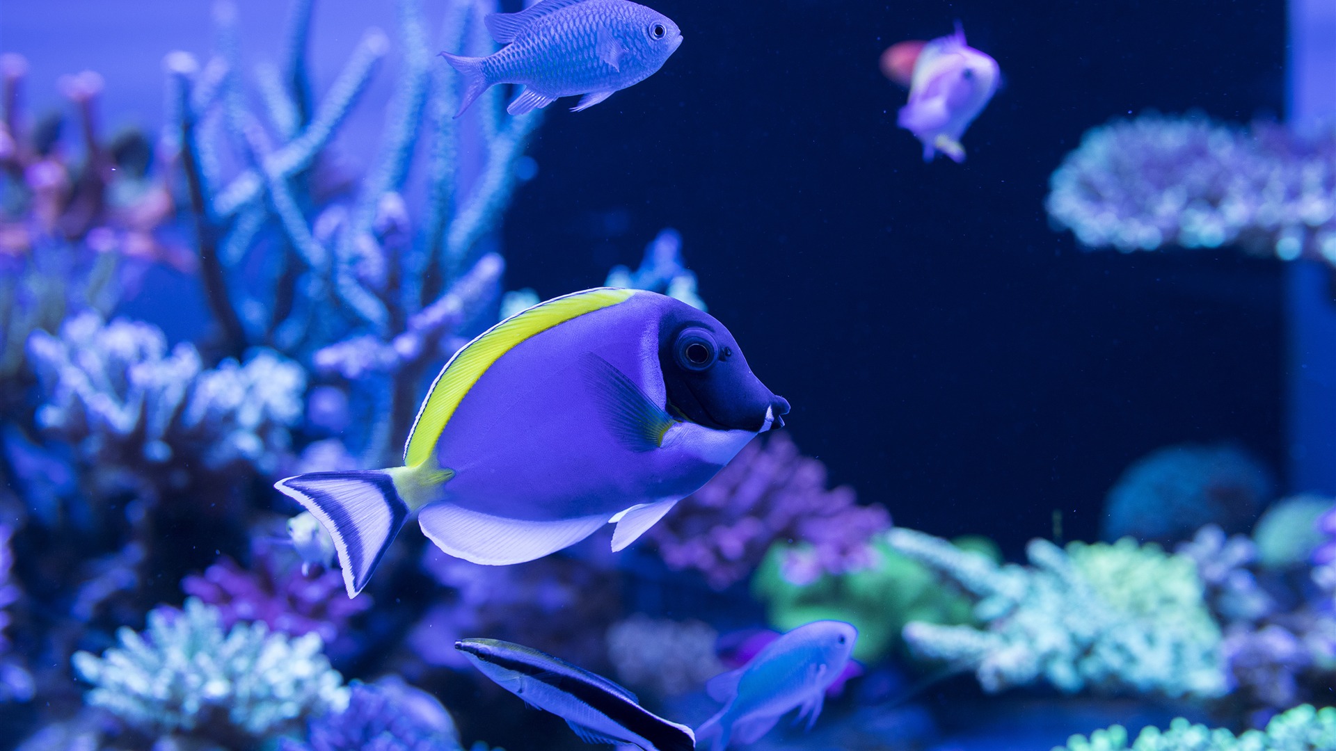 Ornamental Fish [1920x1080] r/wallpaper