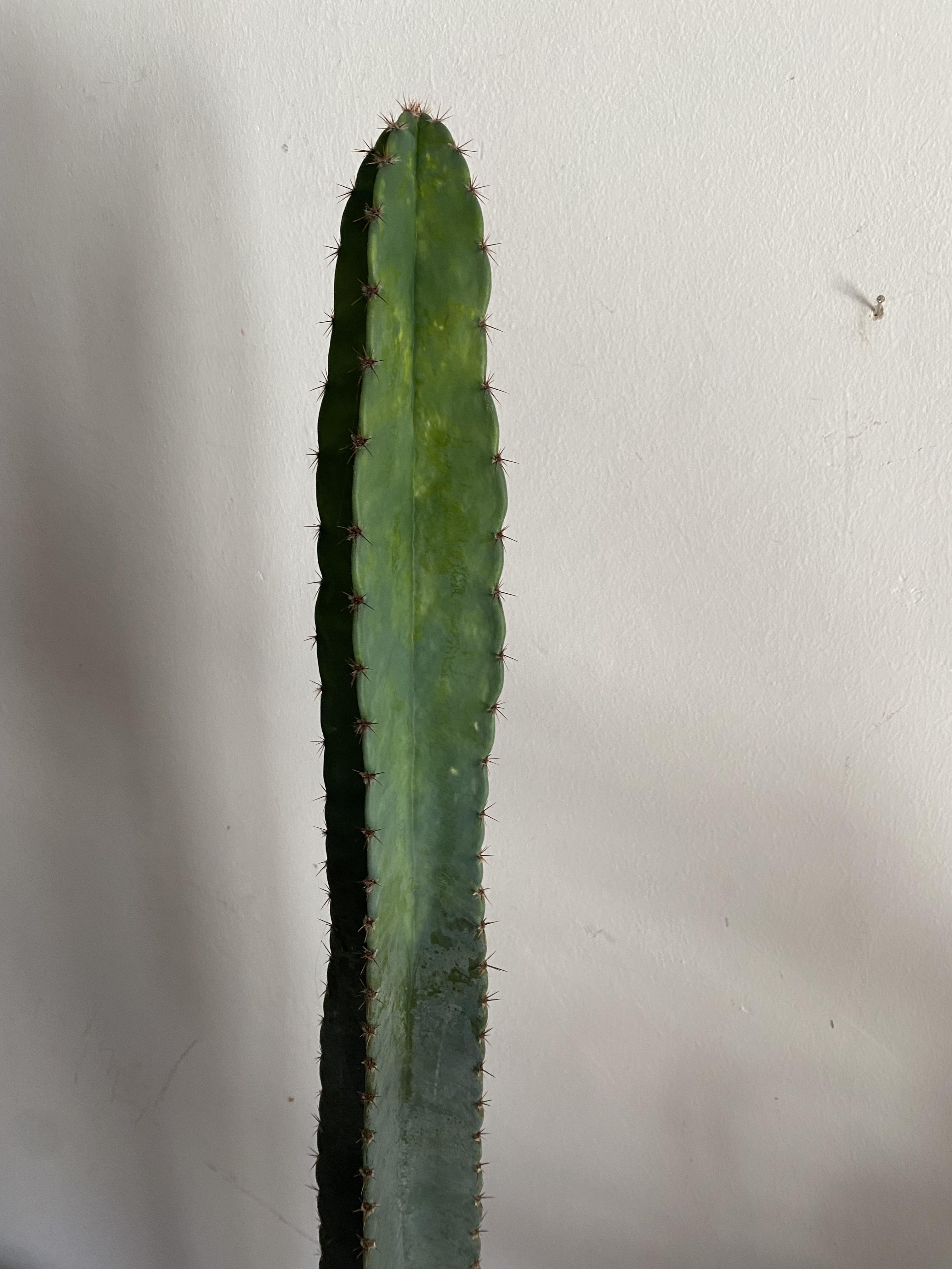 My Cactus is turning bright at the top. Is this a sign for something