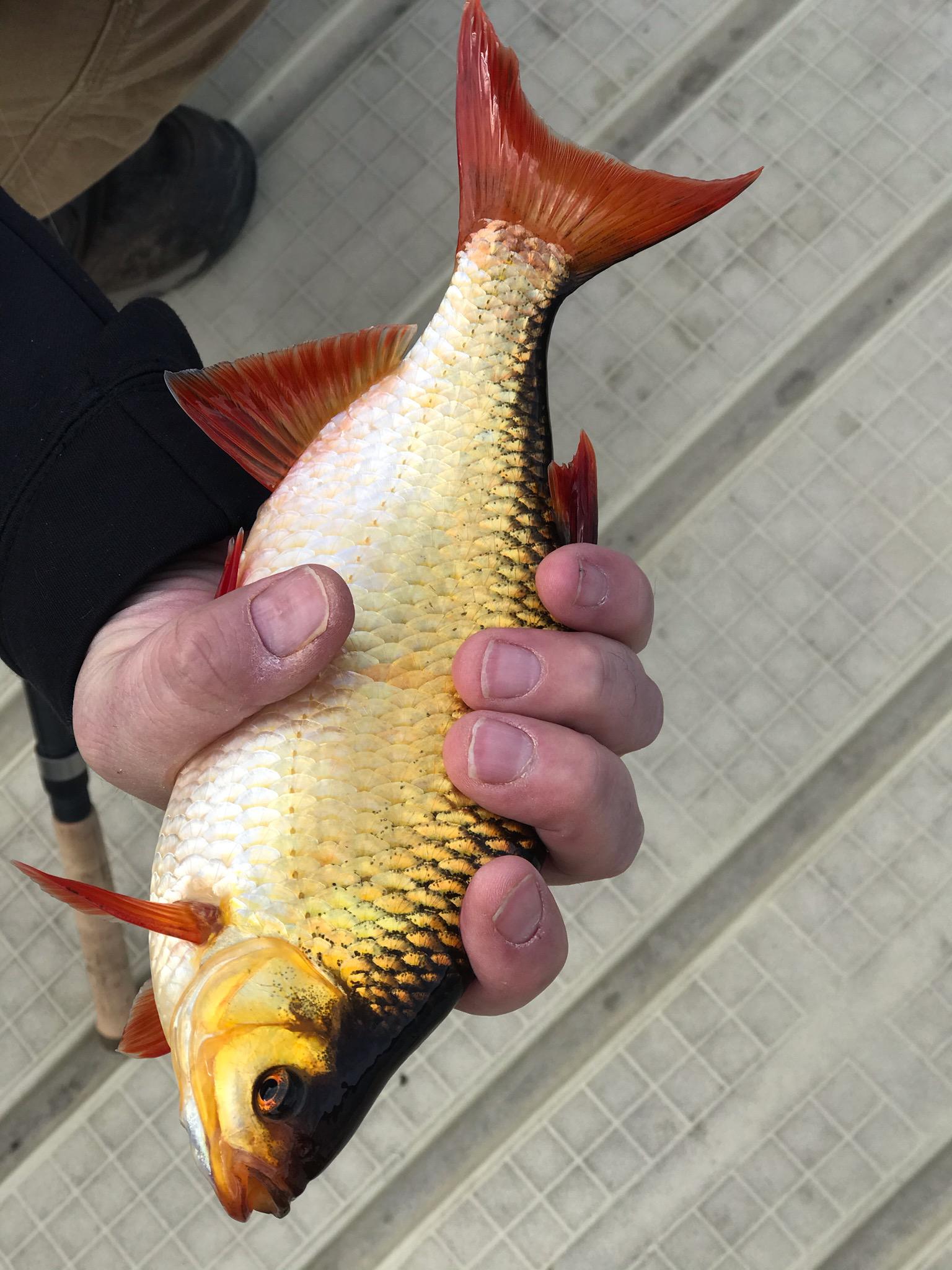 Rudd or shiner? Sheridan lake, South Dakota r/Fishing